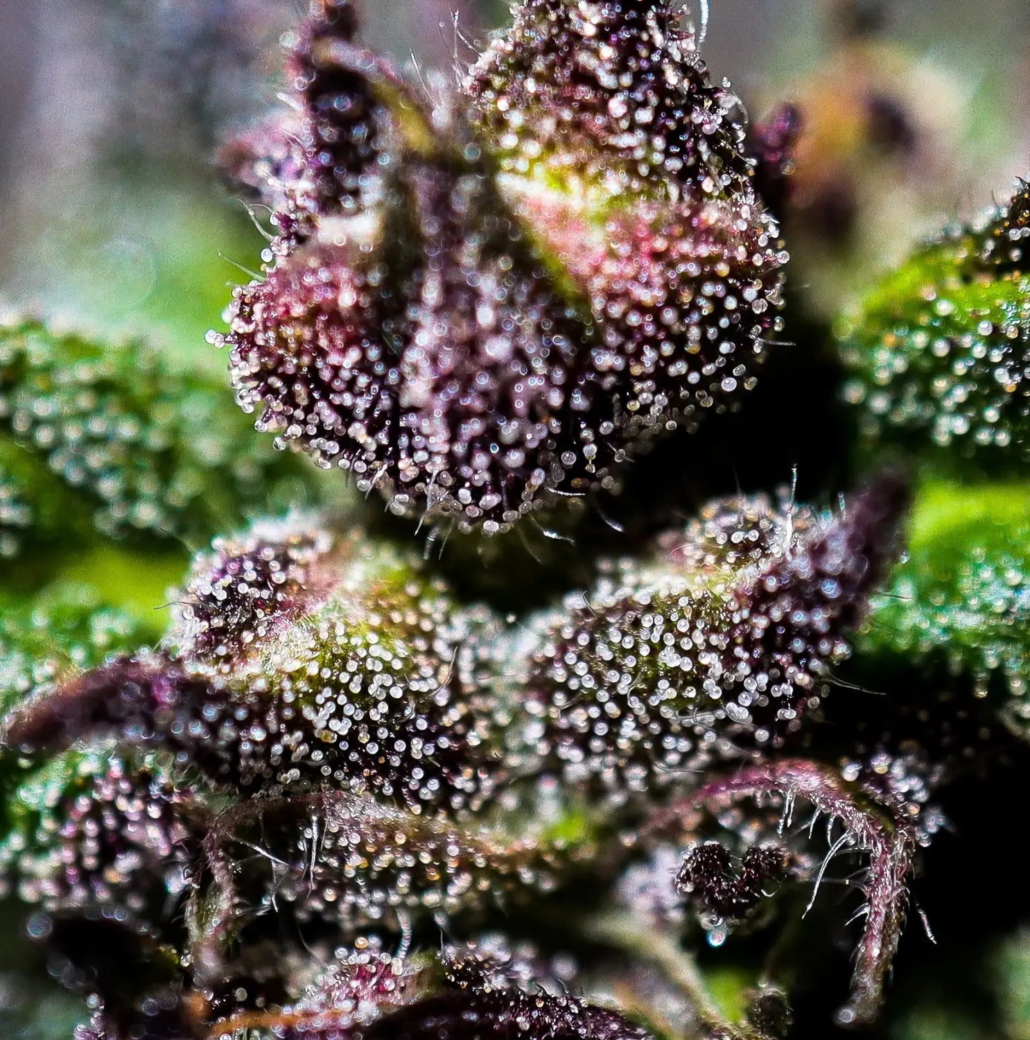 CANNABINOIDS AND TERPENES (TerpyZ Magazine) 