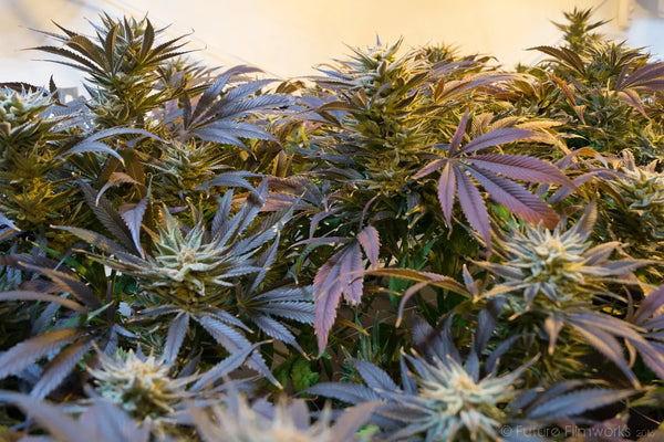 Cultivating Cannabis Indoors vs Outdoors, (TerpyZ Magazine) 