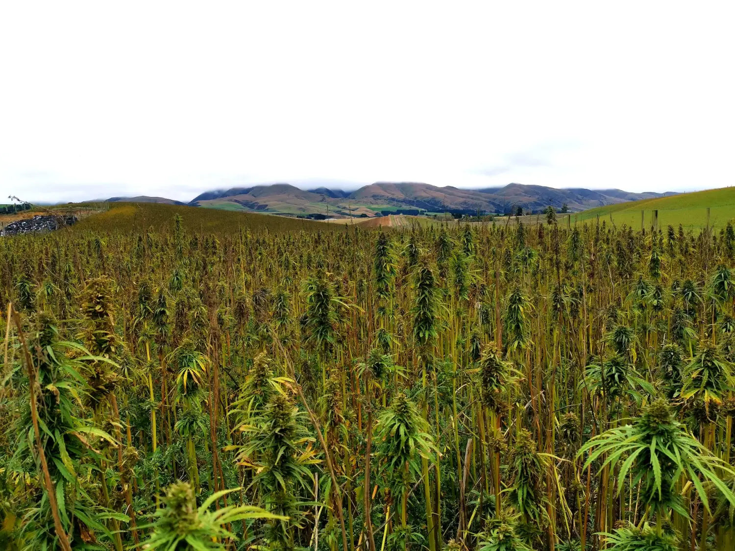 LANDRACE CANNABIS STRAINS, (TerpyZ Magazine)  