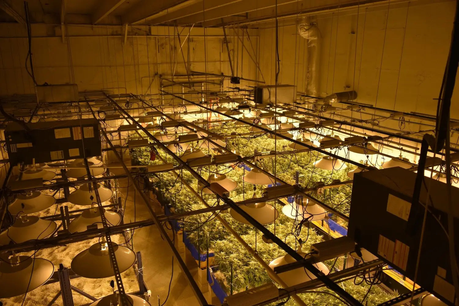 Six easy steps to grow cannabis plants in 2022, (TerpyZ Magazine)  