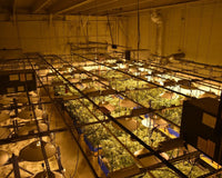 Six easy steps to grow cannabis plants in 2022, (TerpyZ Magazine)