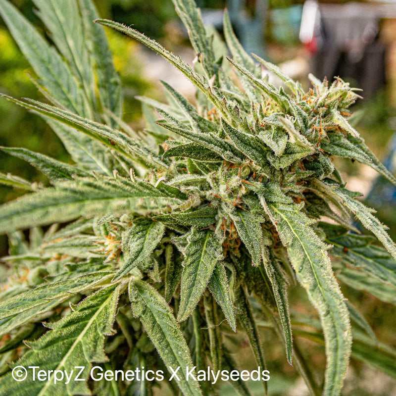 The Different Cannabis Varieties: Sativa, Indica, and Ruderalis
