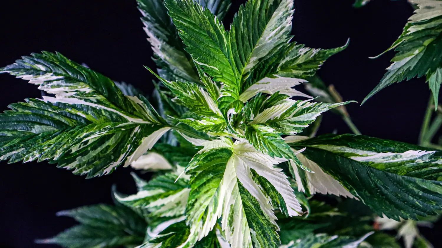 Variegated Ducksfoot Cannabis Pablo Picasso Kalyseeds TerpyZ Mutant Cannabis