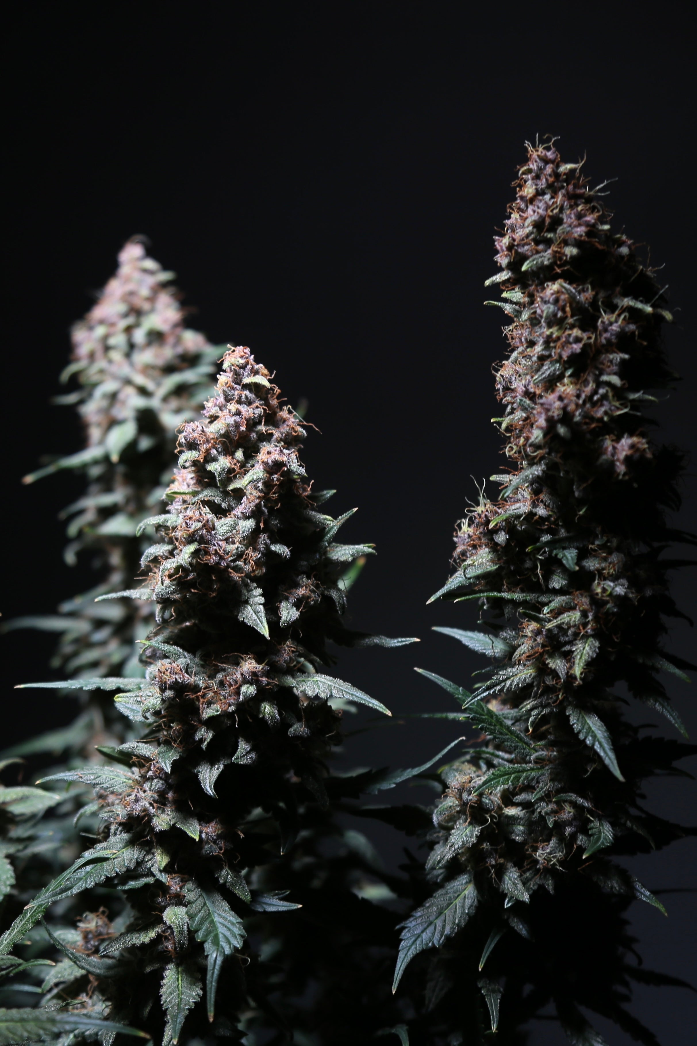 Platinum Ape Auto© (Gorilla Vanilla x Gorilla Glue XXL Auto)