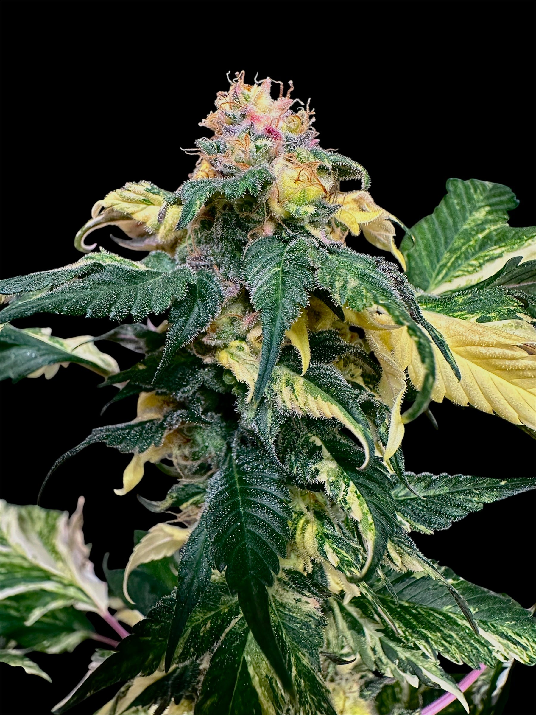 Variegated Sour GPP© (Sour GPP Variegated x (Sour Diesel Bx3 x Spicy Temptation GPP)