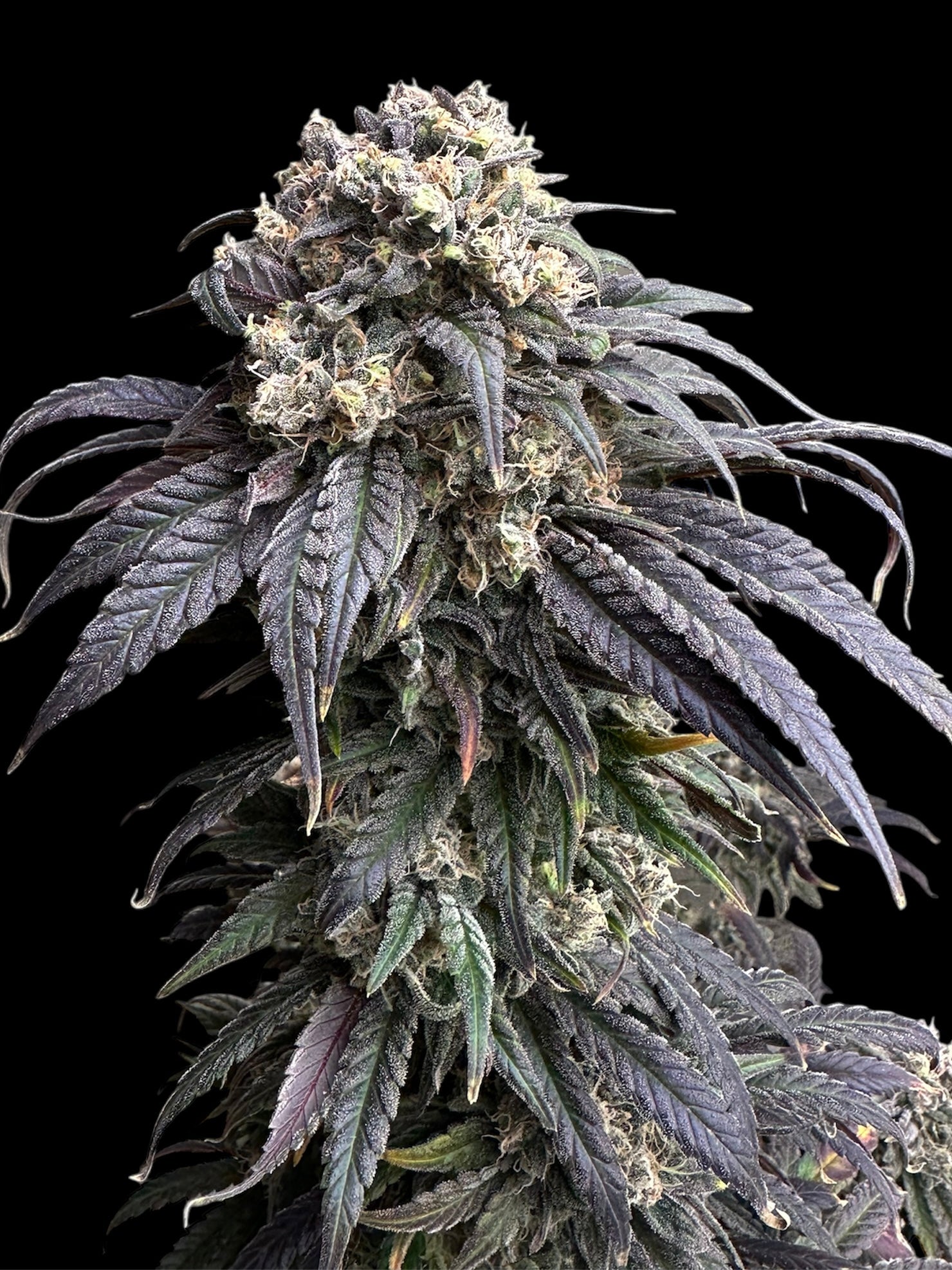 Zacatecas Skunk© Semi-F1 Reg