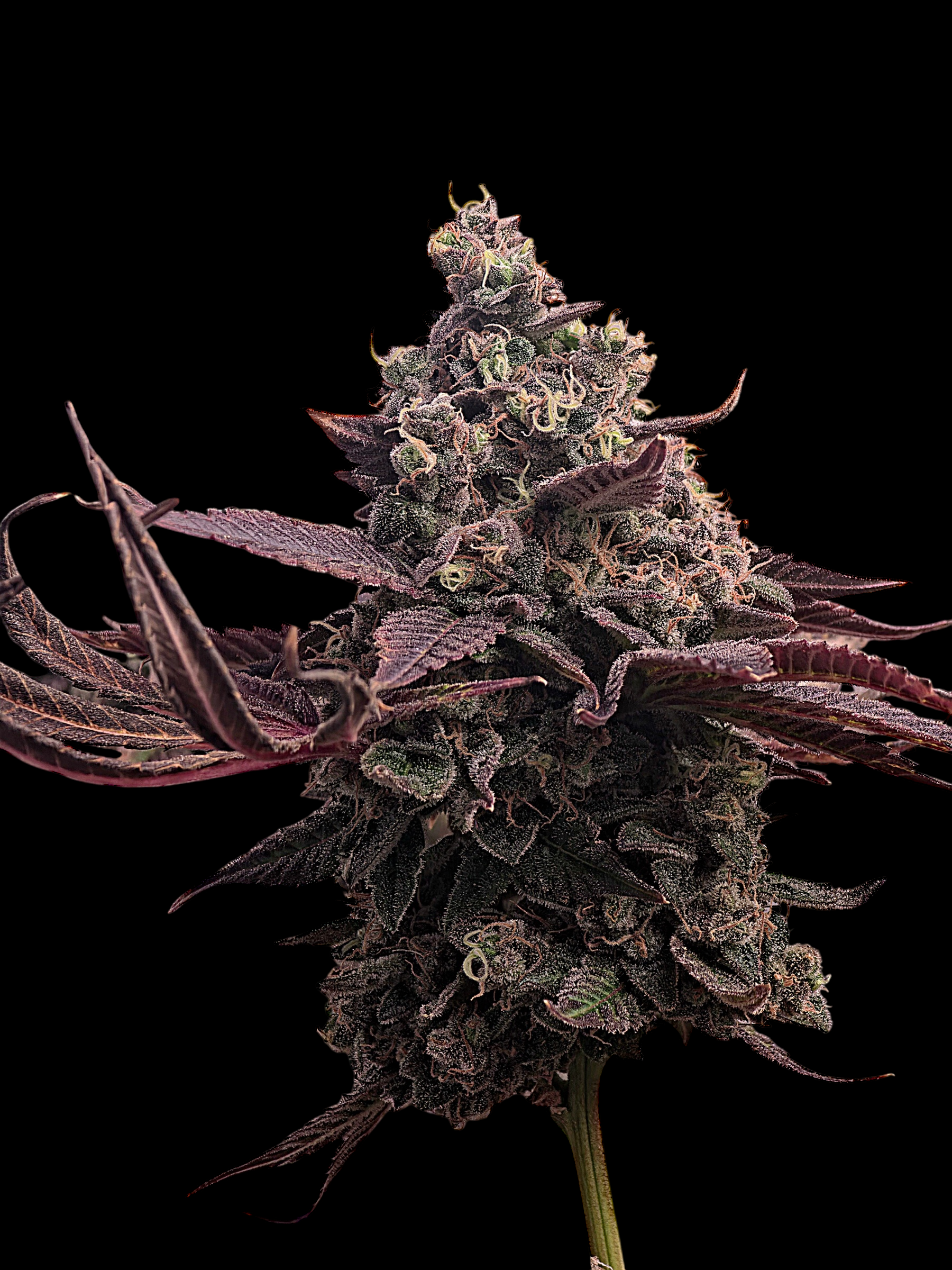 MiZoap© (White Zoap x Mentha de Croco Bx1 Fern)