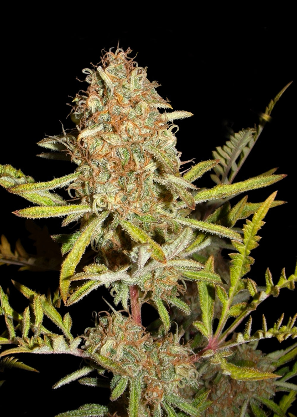 Banana Chem Freak© Fern-Type Reg