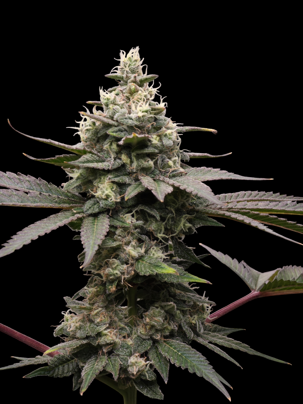 MiZoap© (White Zoap x Mentha de Croco Bx1 Fern)