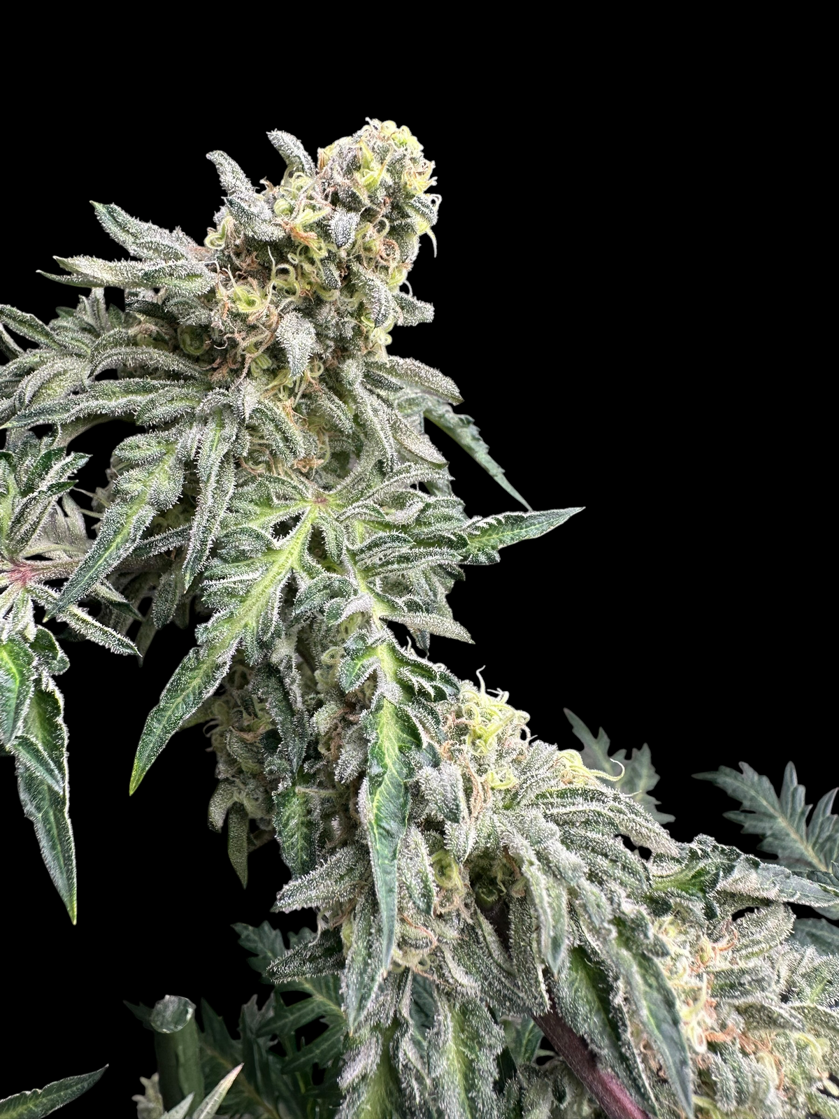 Zacatecas Cheese (Zacatecas Skunk x Guava Mezcal "Cheesus Christ Cut")