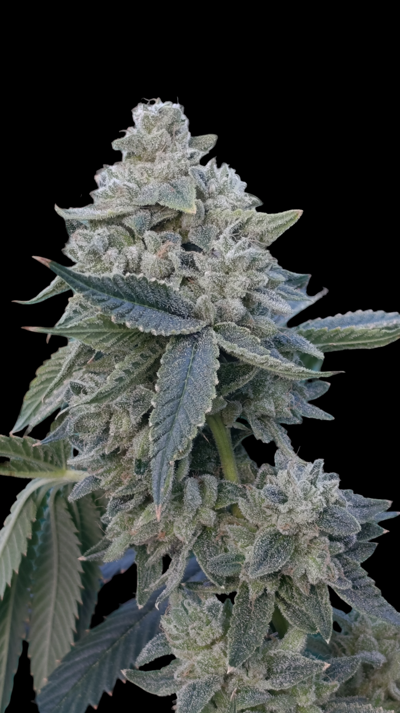 Zour MelonZ