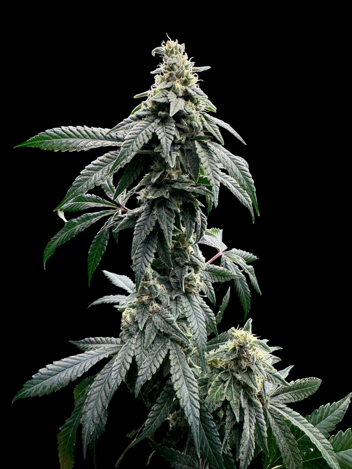 Sour Menthol Banger© (Sour Melon x Headbanger) x Mentha de Croco Bx1 Fern)