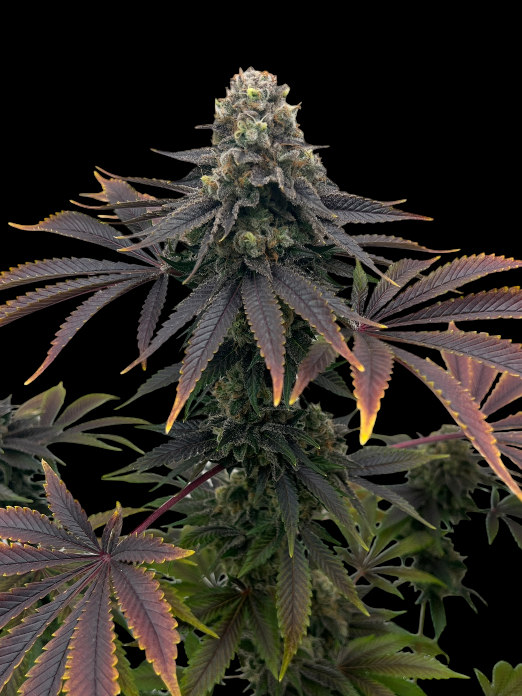 Offshore OG© Fem