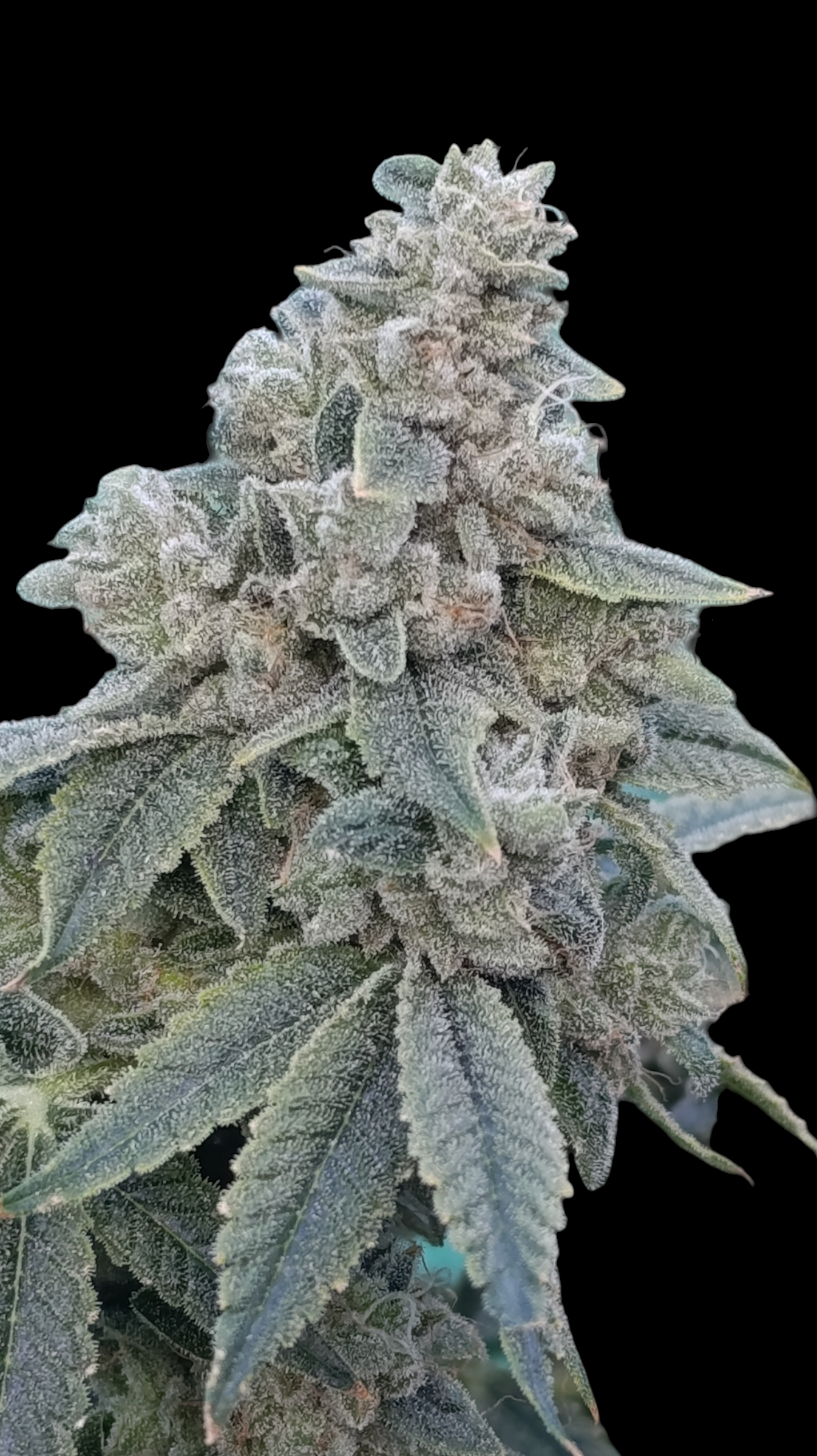 Zour MelonZ