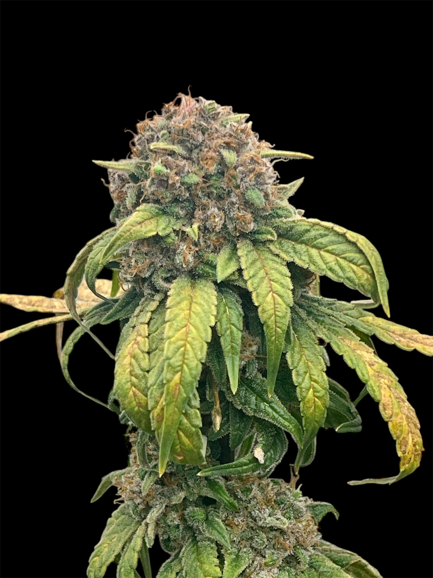 Velvet Cherry CBD (Fem)