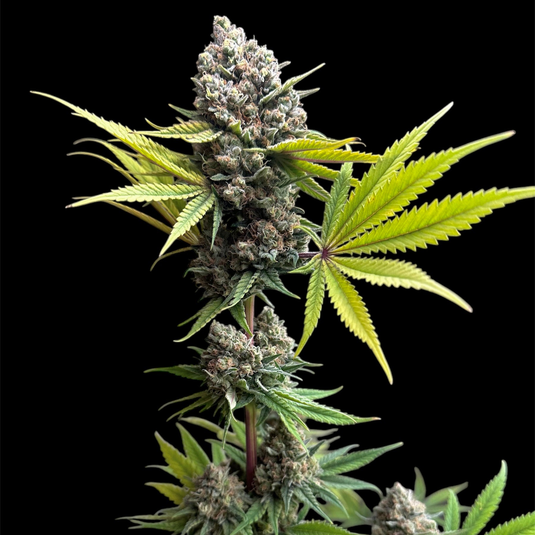 Cheddar Mintz© (Melon Cheddar x Mentha de Croco F1 "Fern-Type")