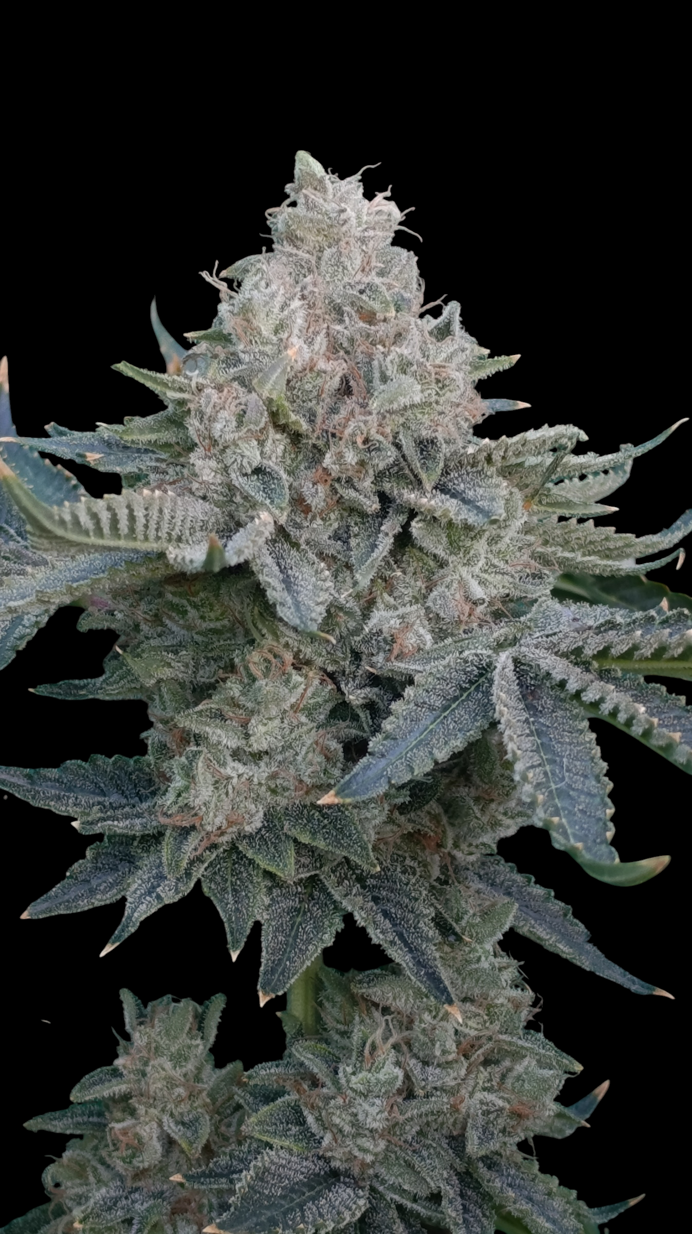 GokuZ OG