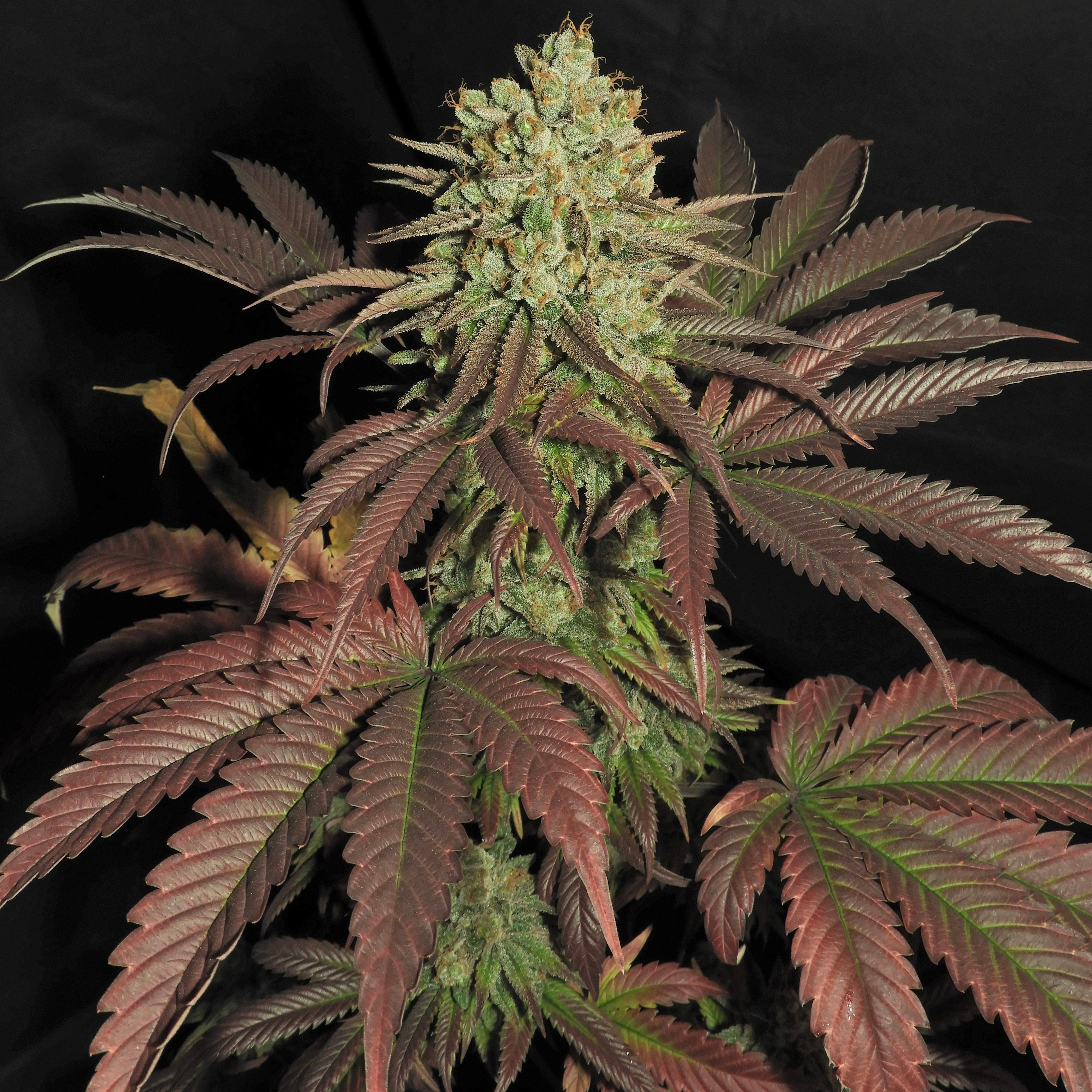 Haze D’Lux© Fem *LIMITED*