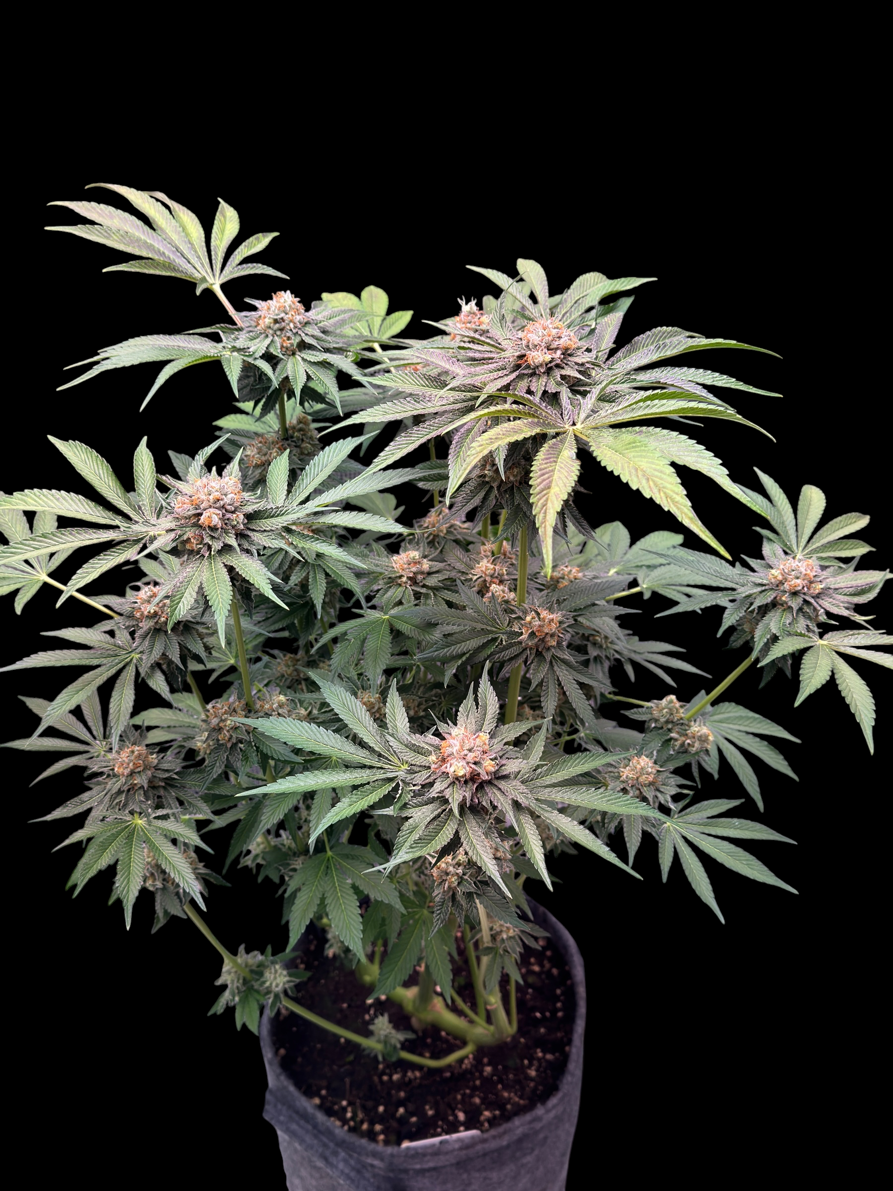 Sour Guava OG