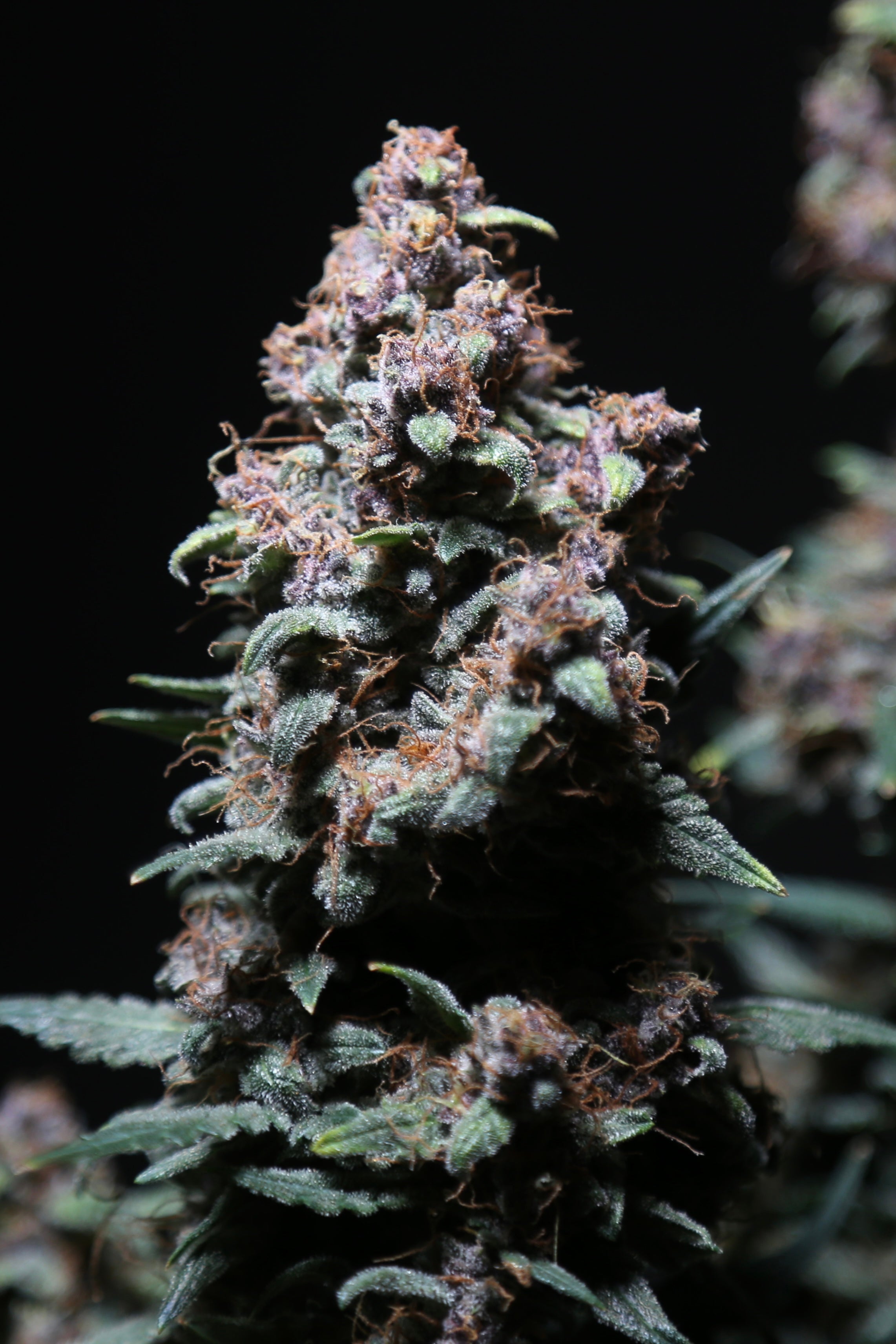 Platinum Ape Auto© (Gorilla Vanilla x Gorilla Glue XXL Auto)