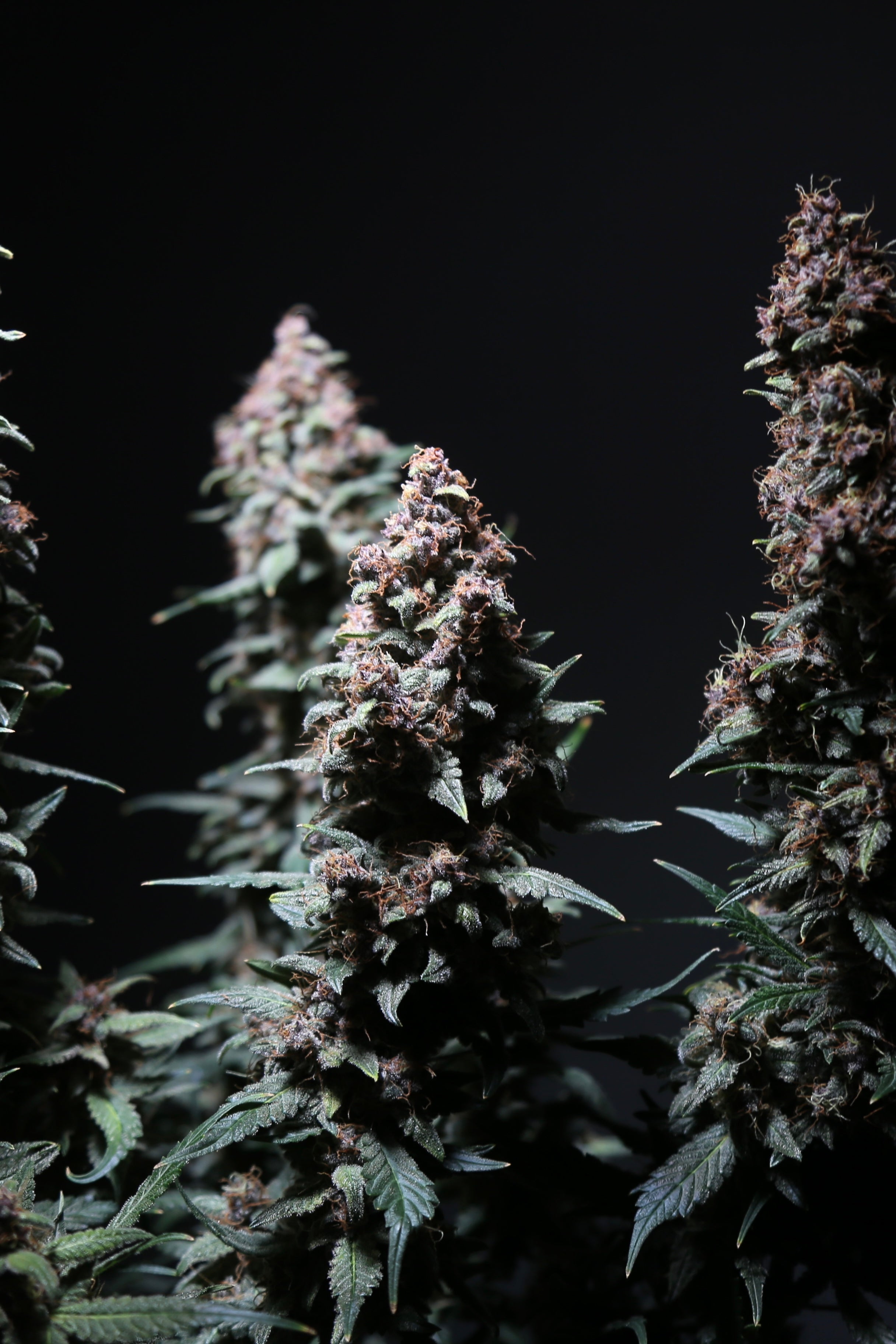 Platinum Ape Auto© (Gorilla Vanilla x Gorilla Glue XXL Auto)