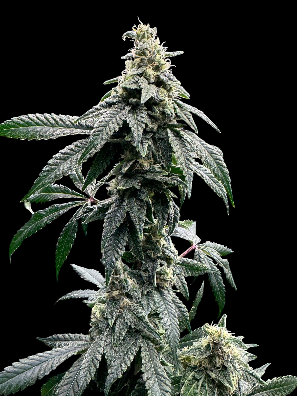 Sour Menthol Banger© (Sour Melon x Headbanger) x Mentha de Croco Bx1 Fern)