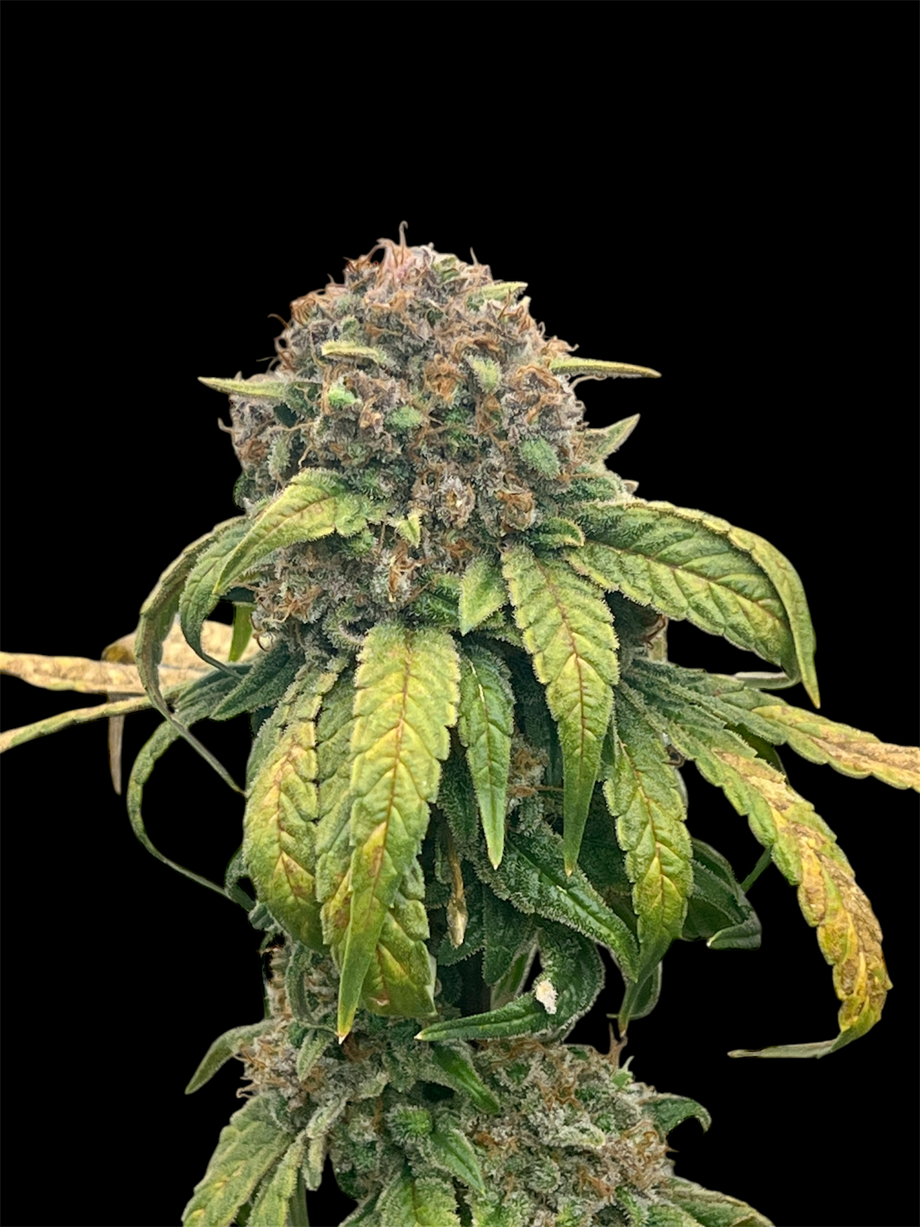 Velvet Cherry CBD© Fem