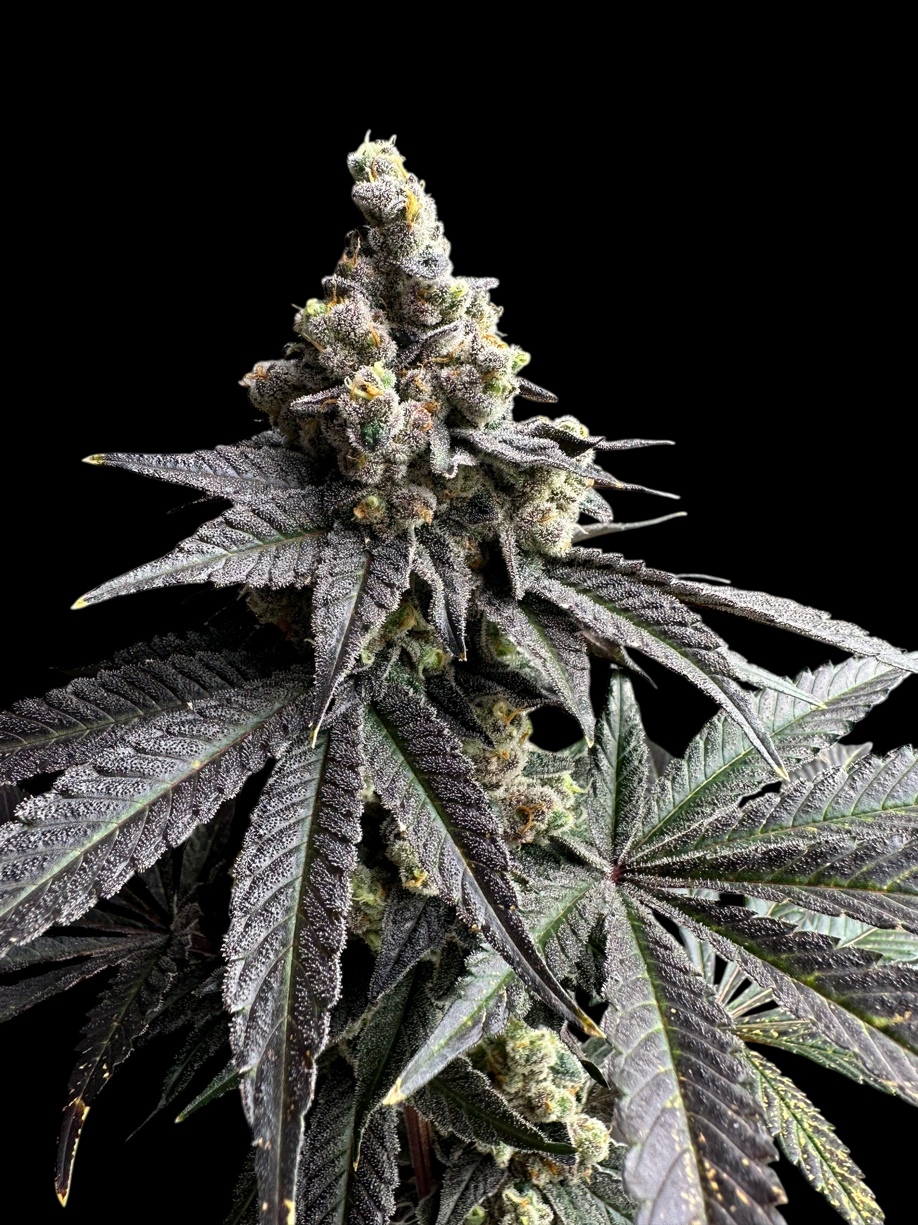 White Zoap© Fem