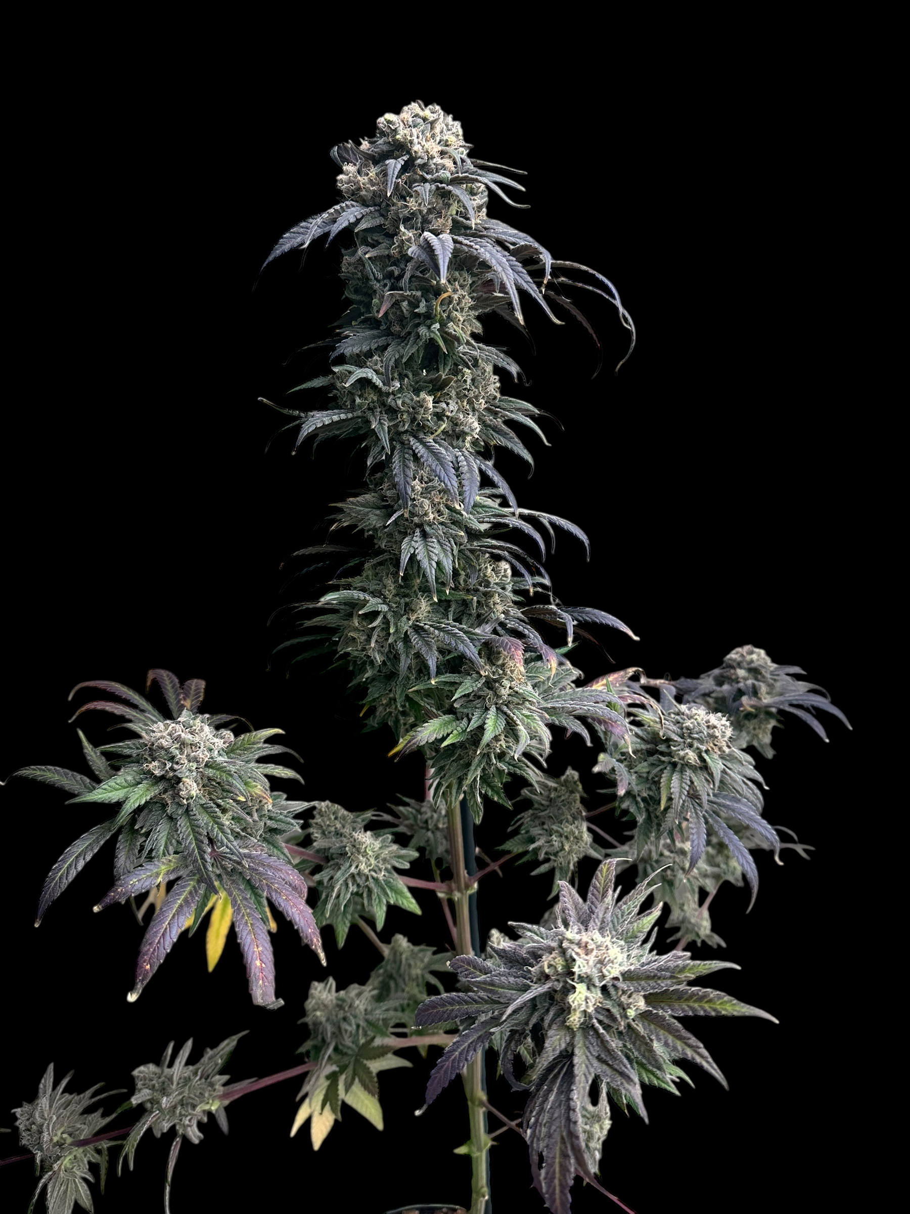 Zacatecas Skunk© Semi F1 Reg