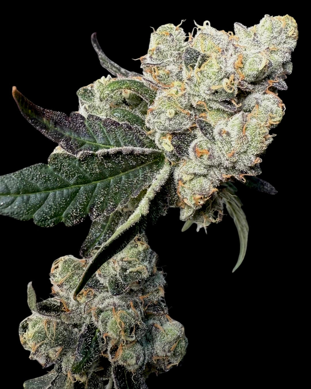 Banana Jello (Banana jelly x Spritzer)