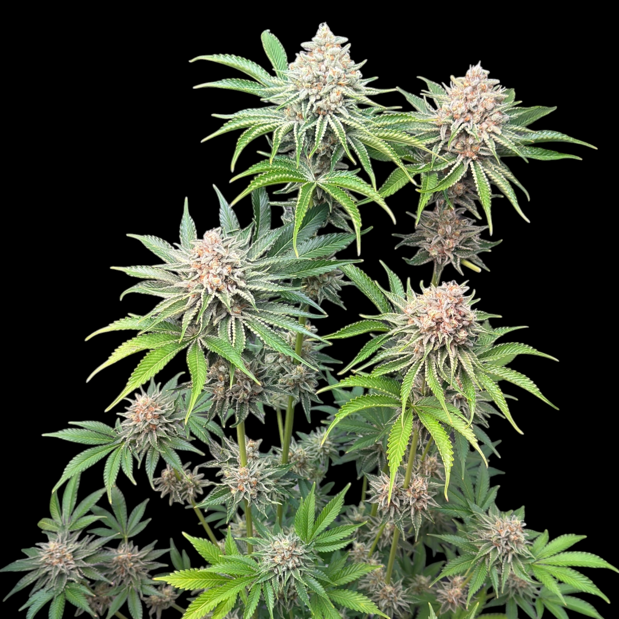 SourCenter OG