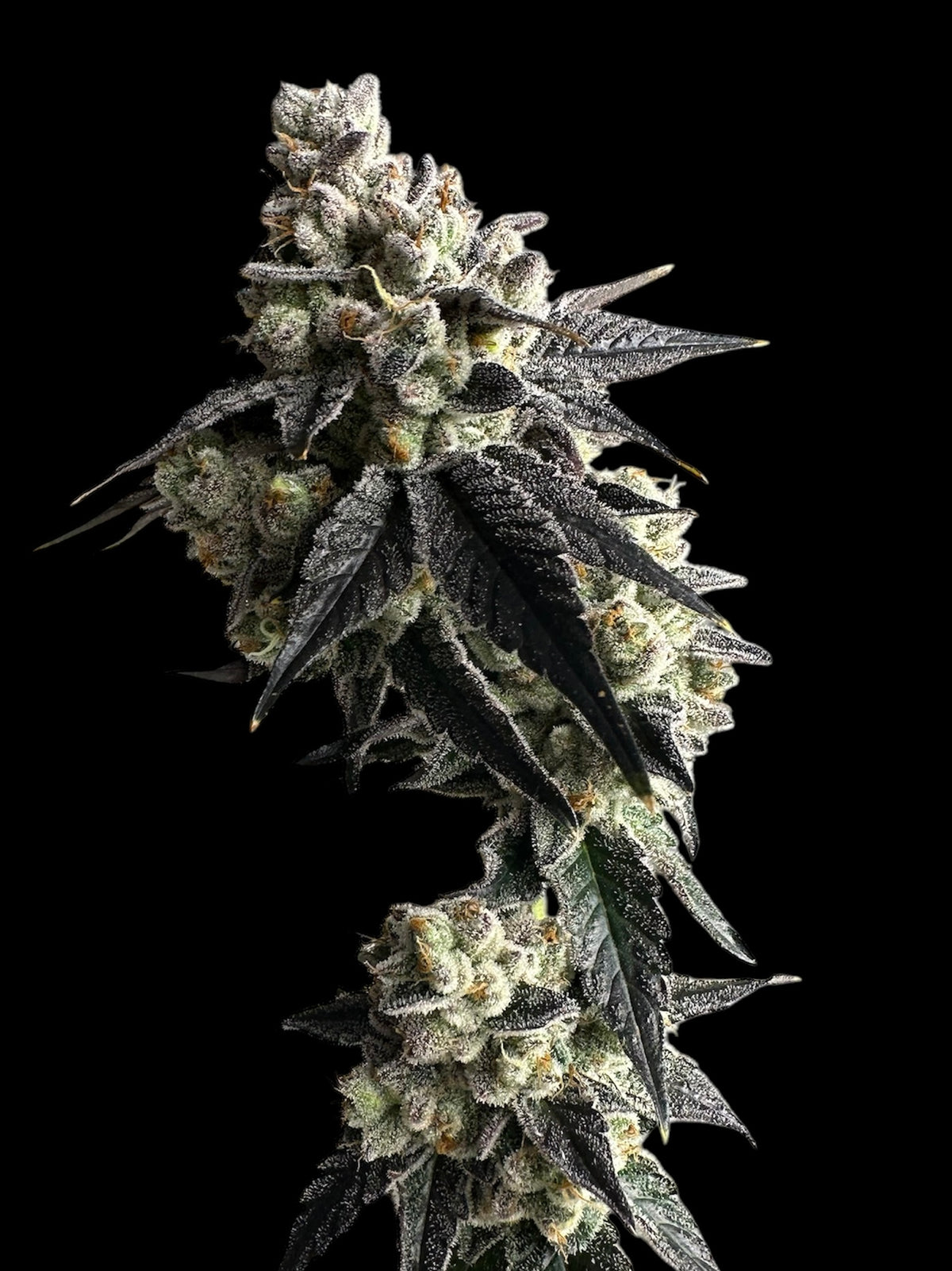 Vanilla Noir© Fem