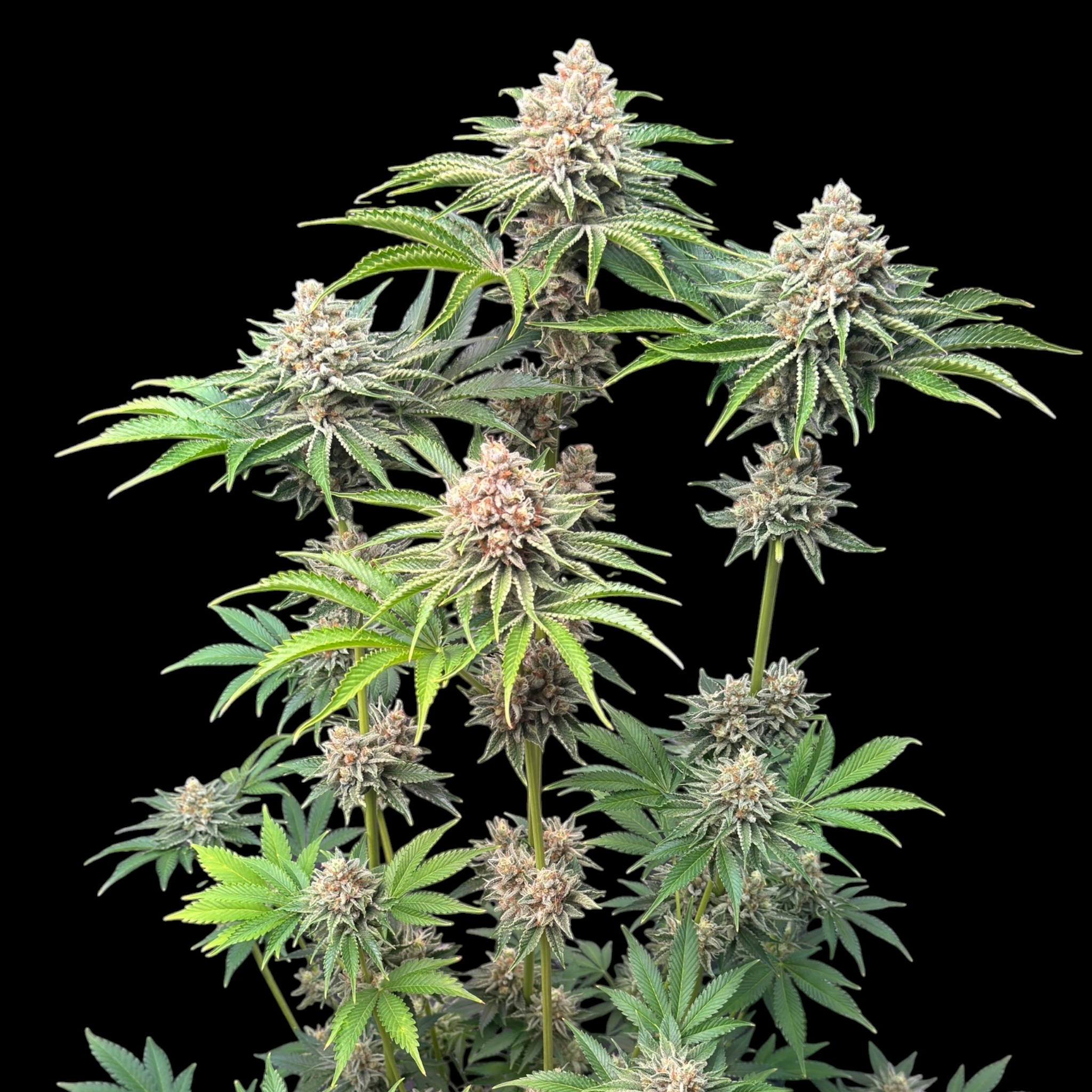 SourCenter OG