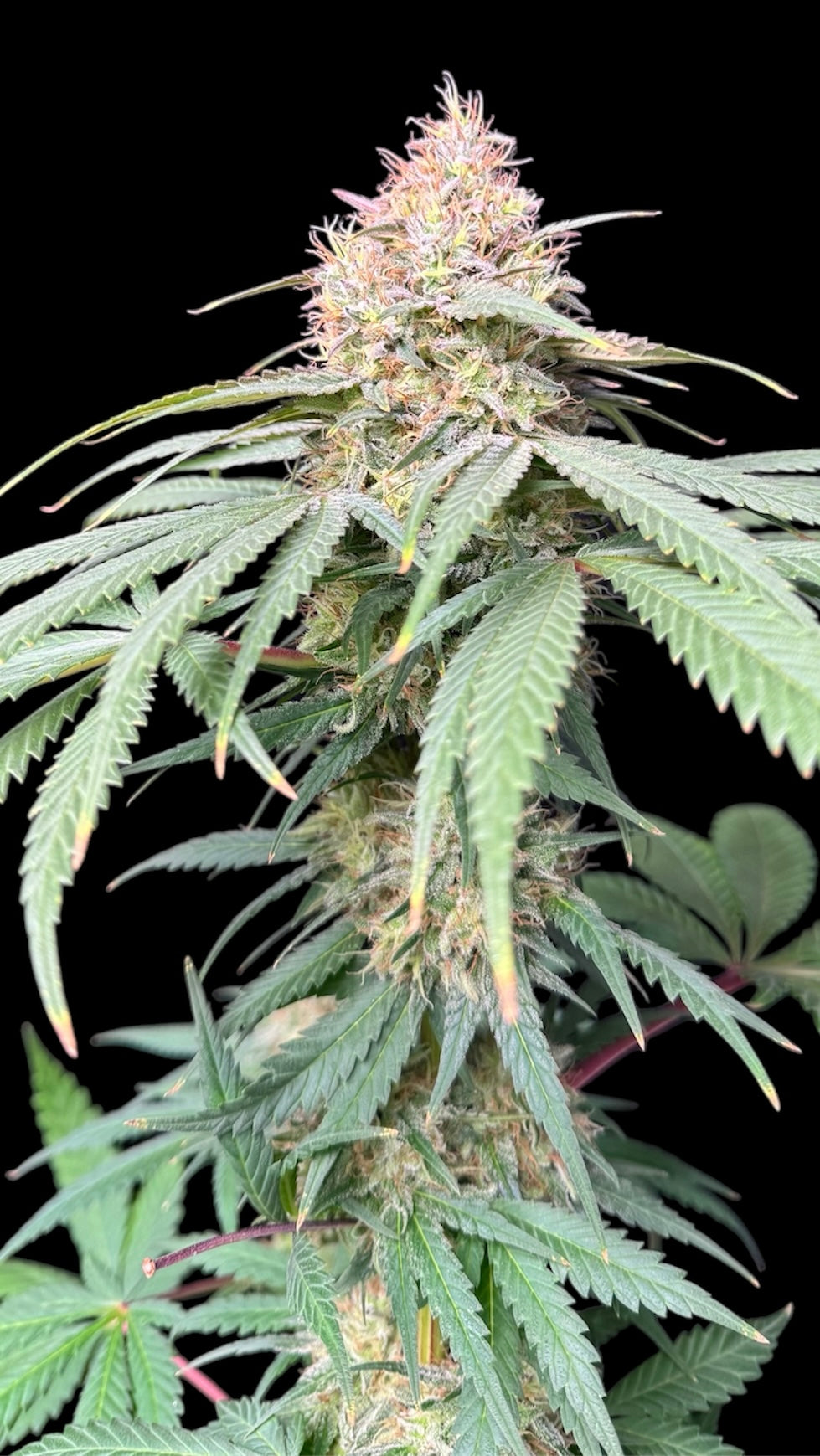 Pine Tar Croco© (Pine Tar Kush x Mentha de Croco F1 "Fern-Type")