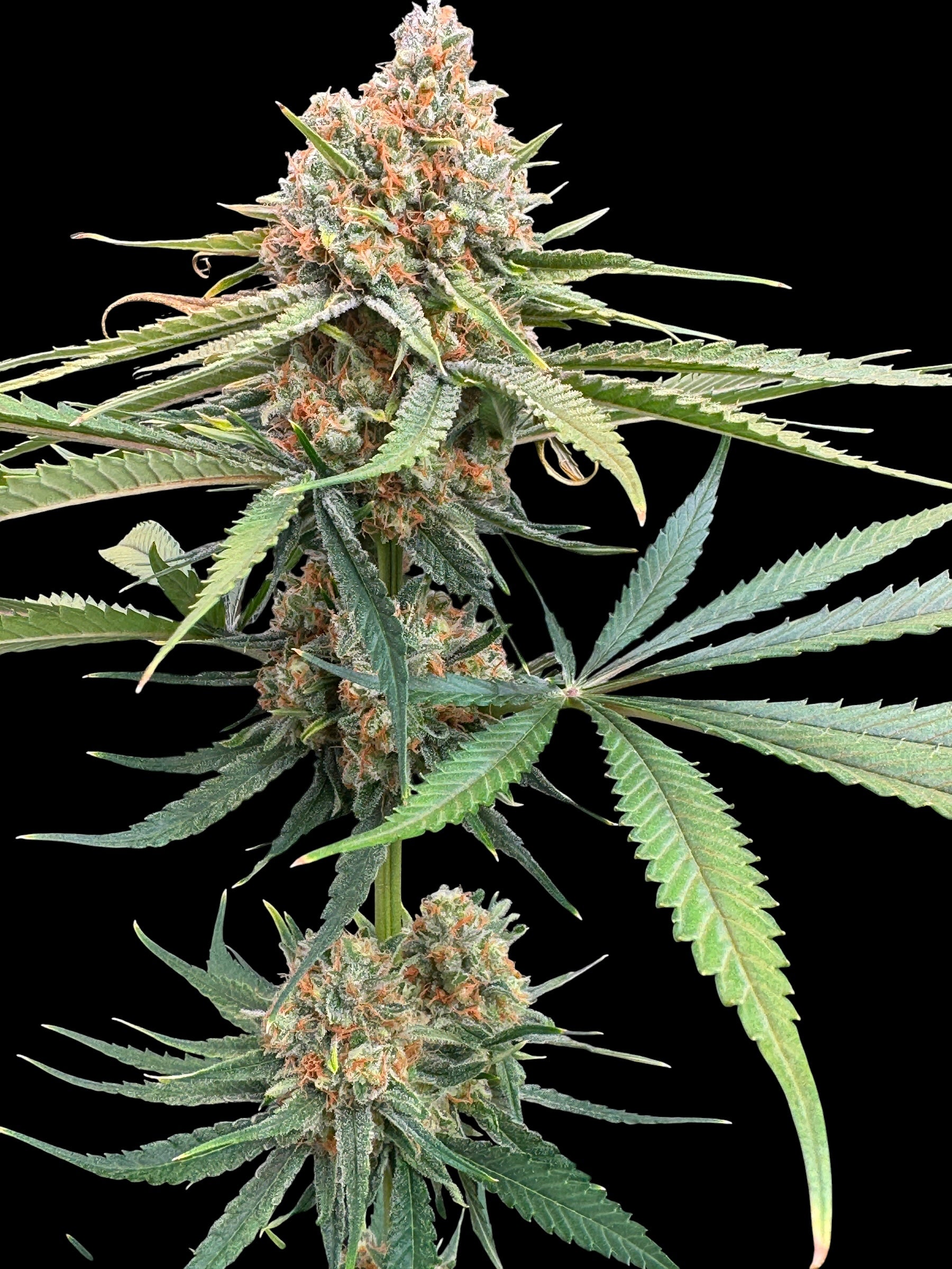 Haze Guava