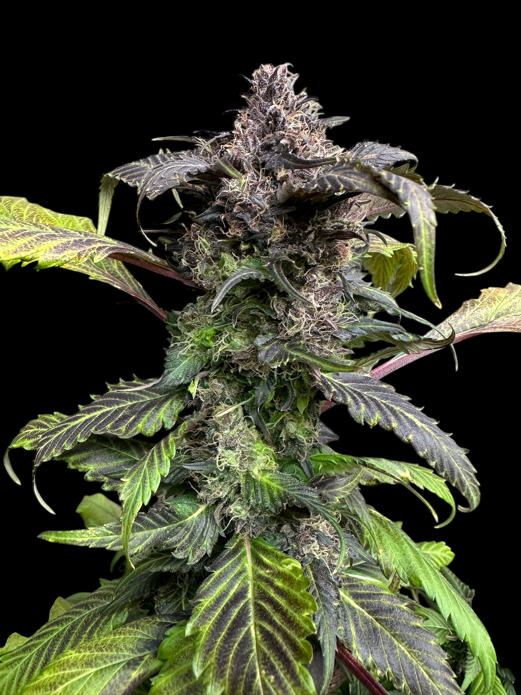 BBQ Cough GPP© (Korean BBQ GPP x (Strawberry Cough x Spicy Temptation GPP)