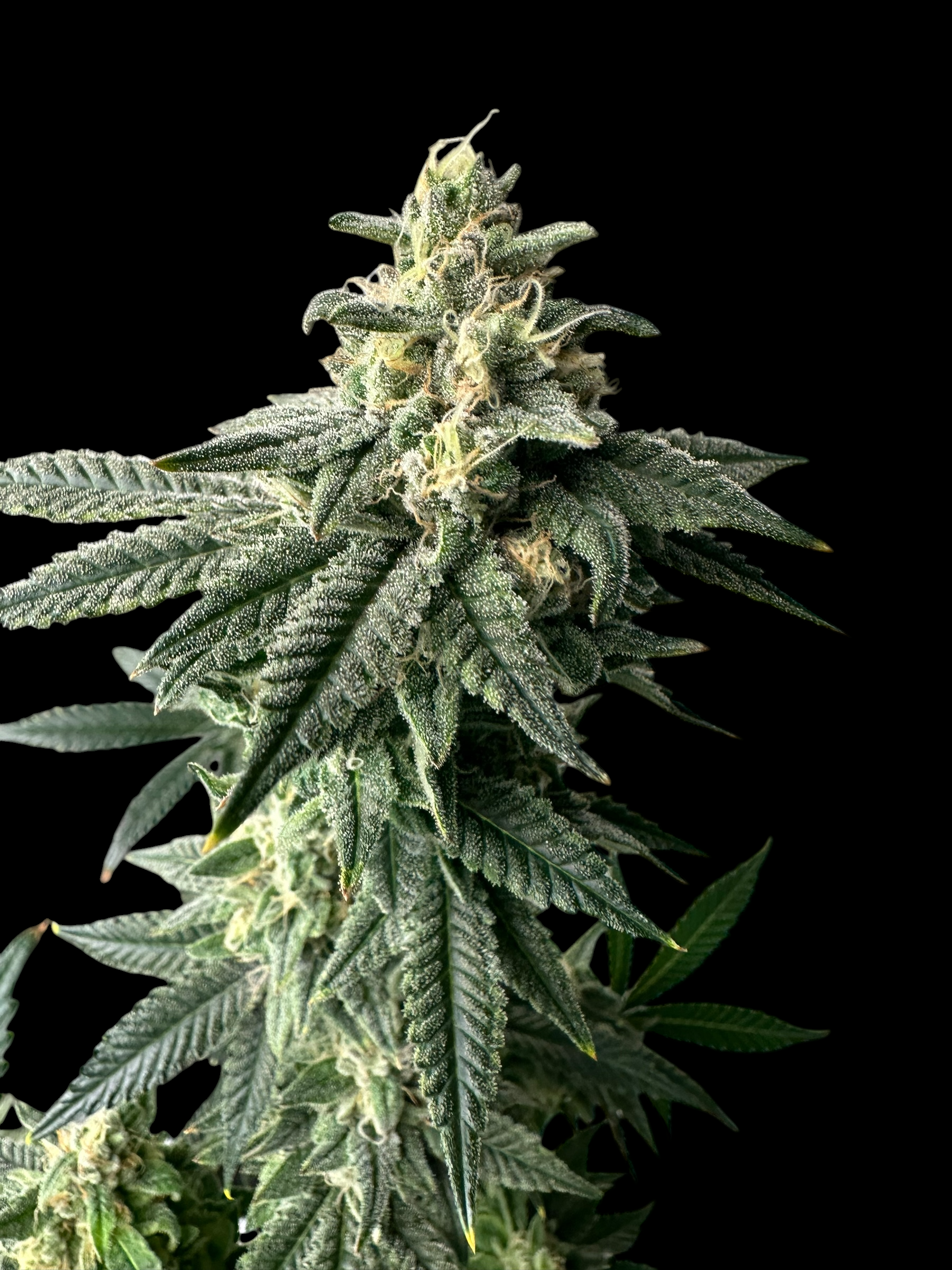 Sour Menthol Banger© Fem