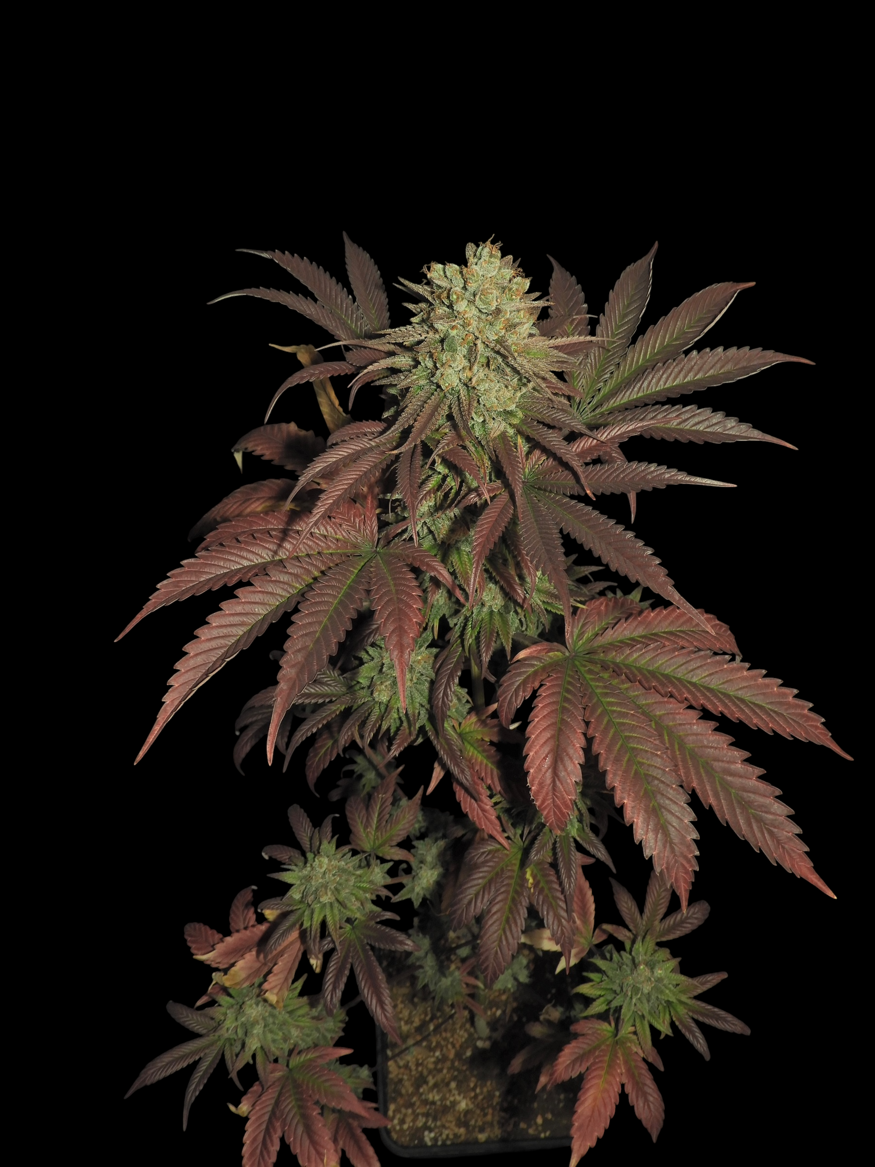 Haze D’Lux© (OG DLux Bx3 "Purple Haze Pheno" x Mentha de Croco Bx1)