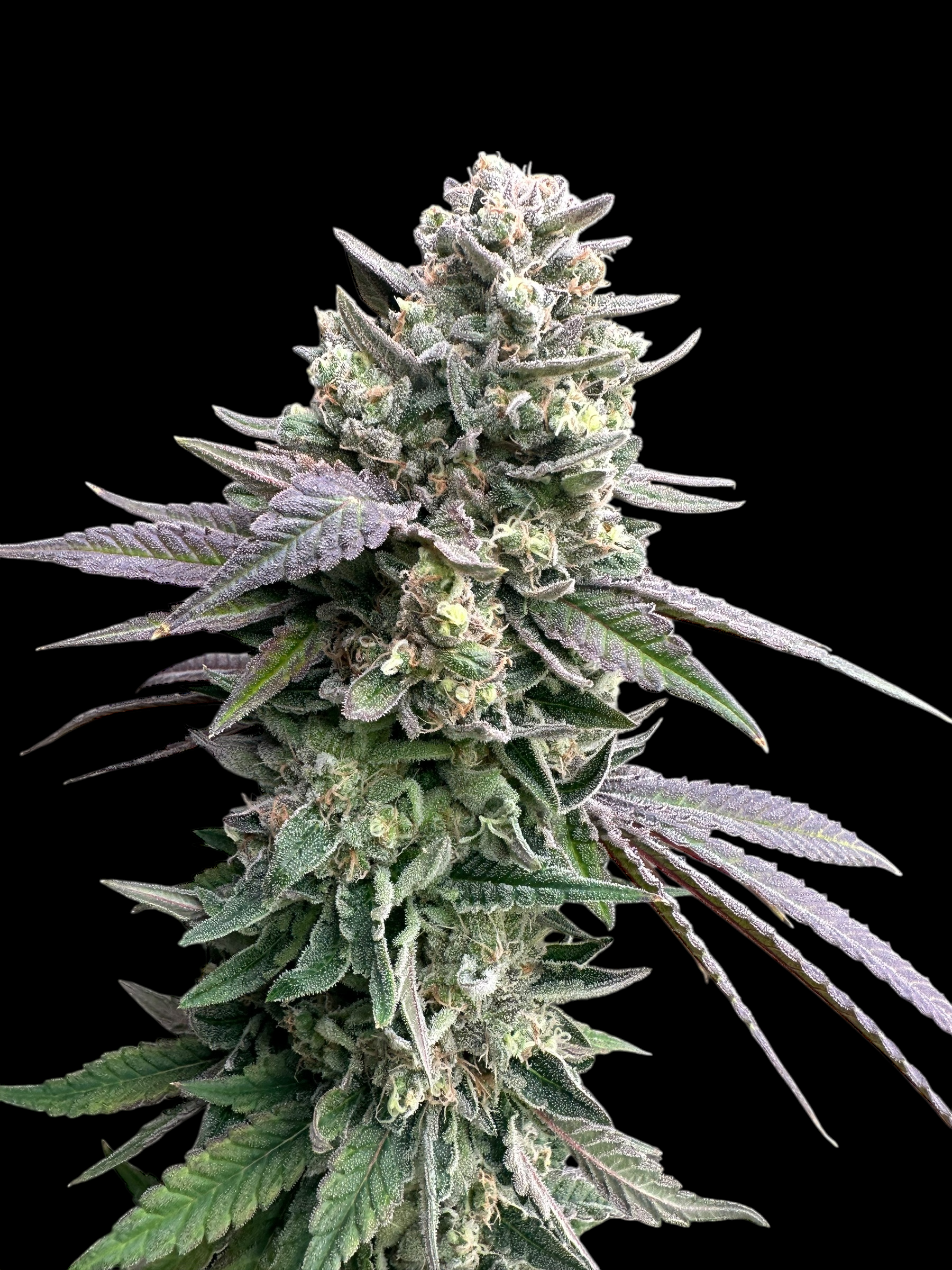 Cheddar Mintz© (Melon Cheddar x Mentha de Croco F1 "Fern-Type")