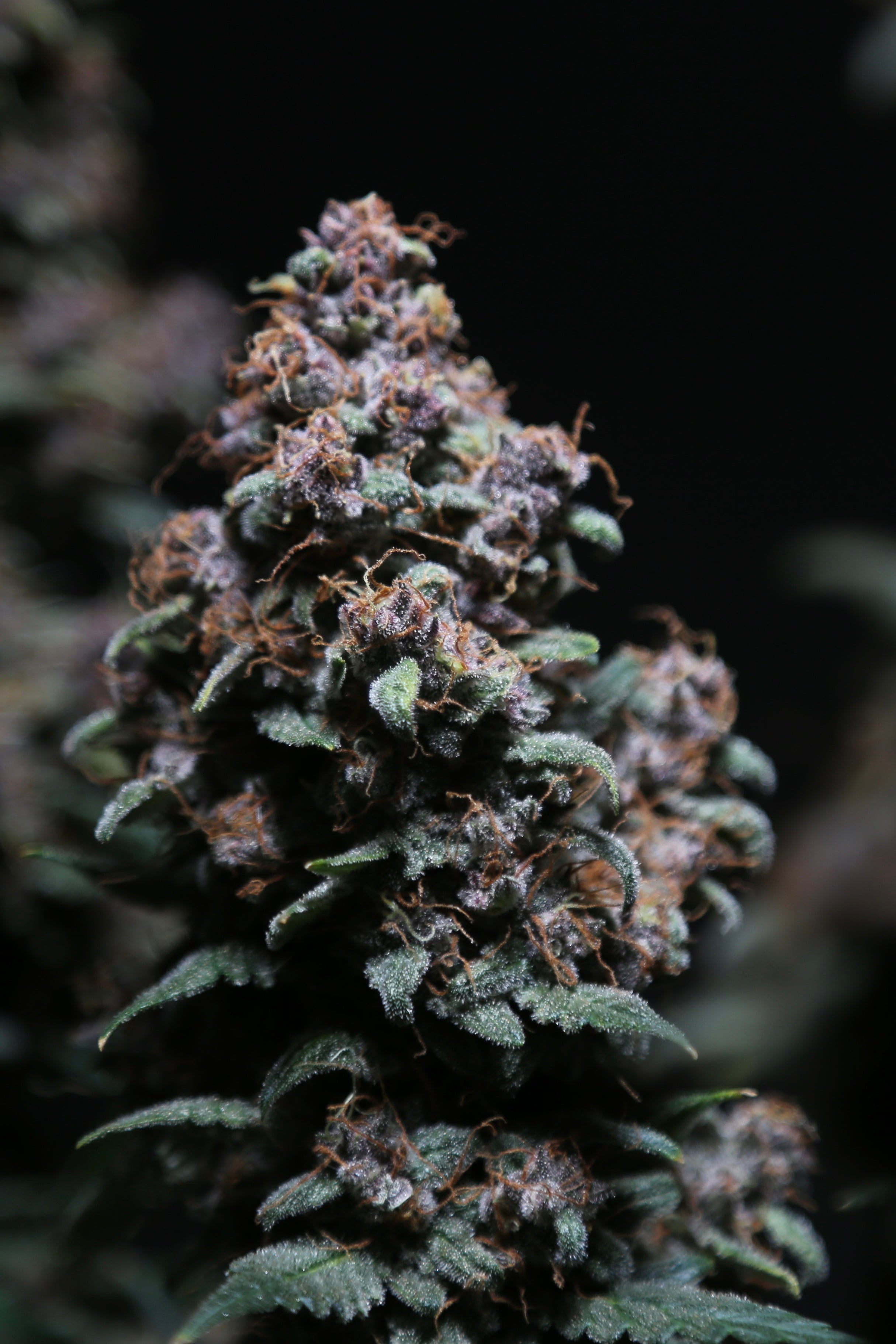 Platinum Ape Auto© (Gorilla Vanilla x Gorilla Glue XXL Auto)