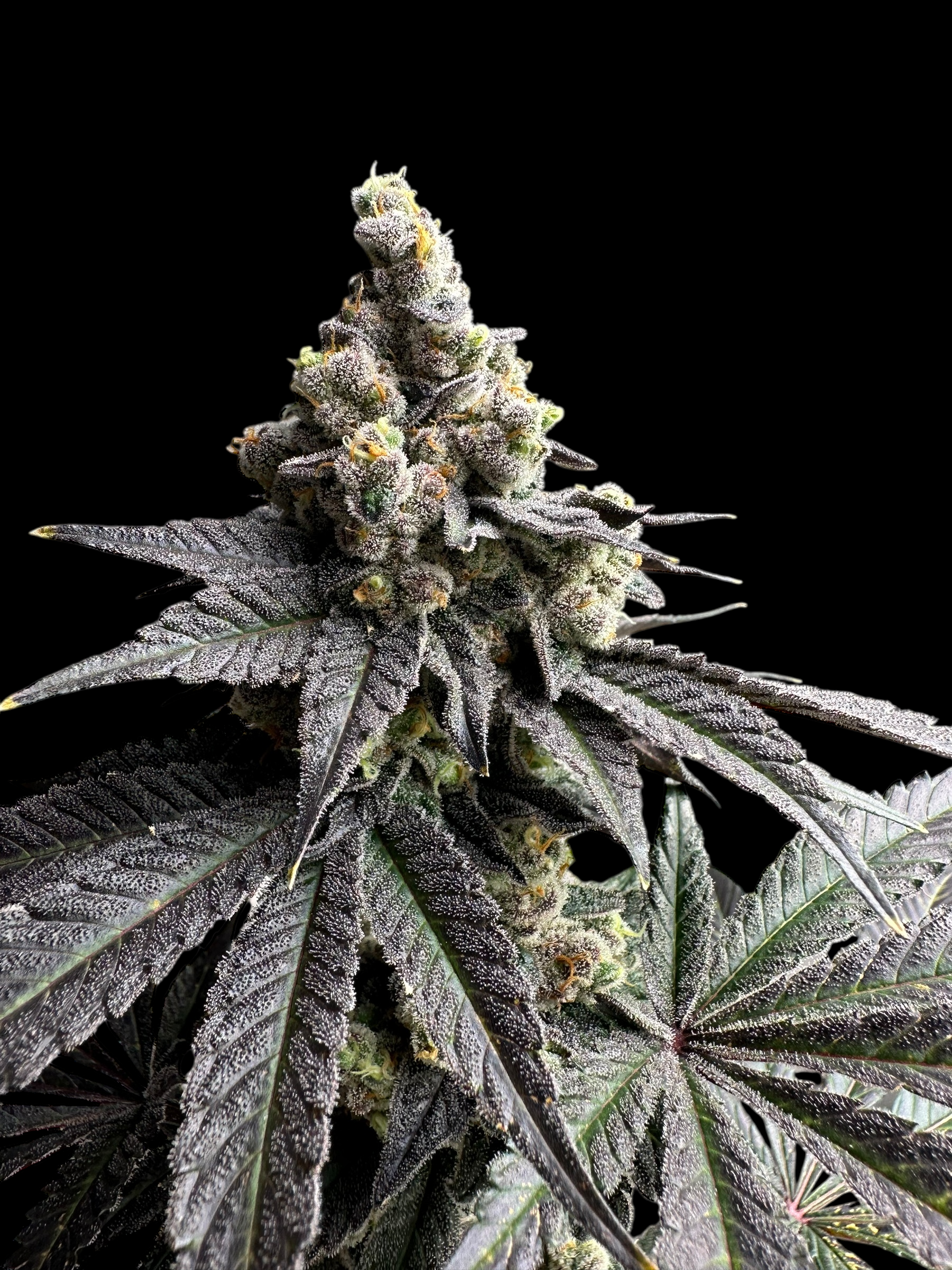 White Zoap© Fem