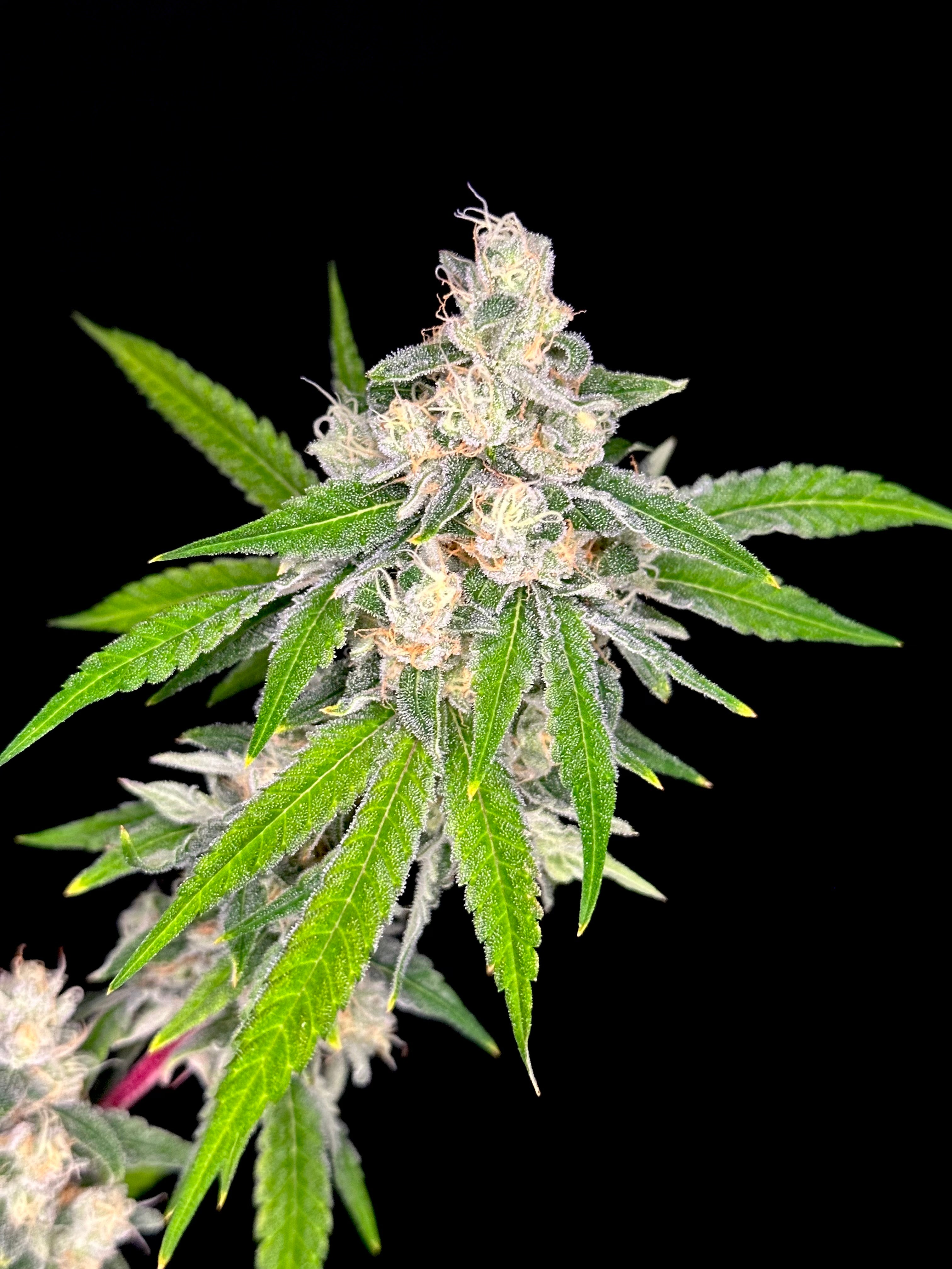 Sour Menthol Banger© (Sour Melon x Headbanger) x Mentha de Croco Bx1 Fern)