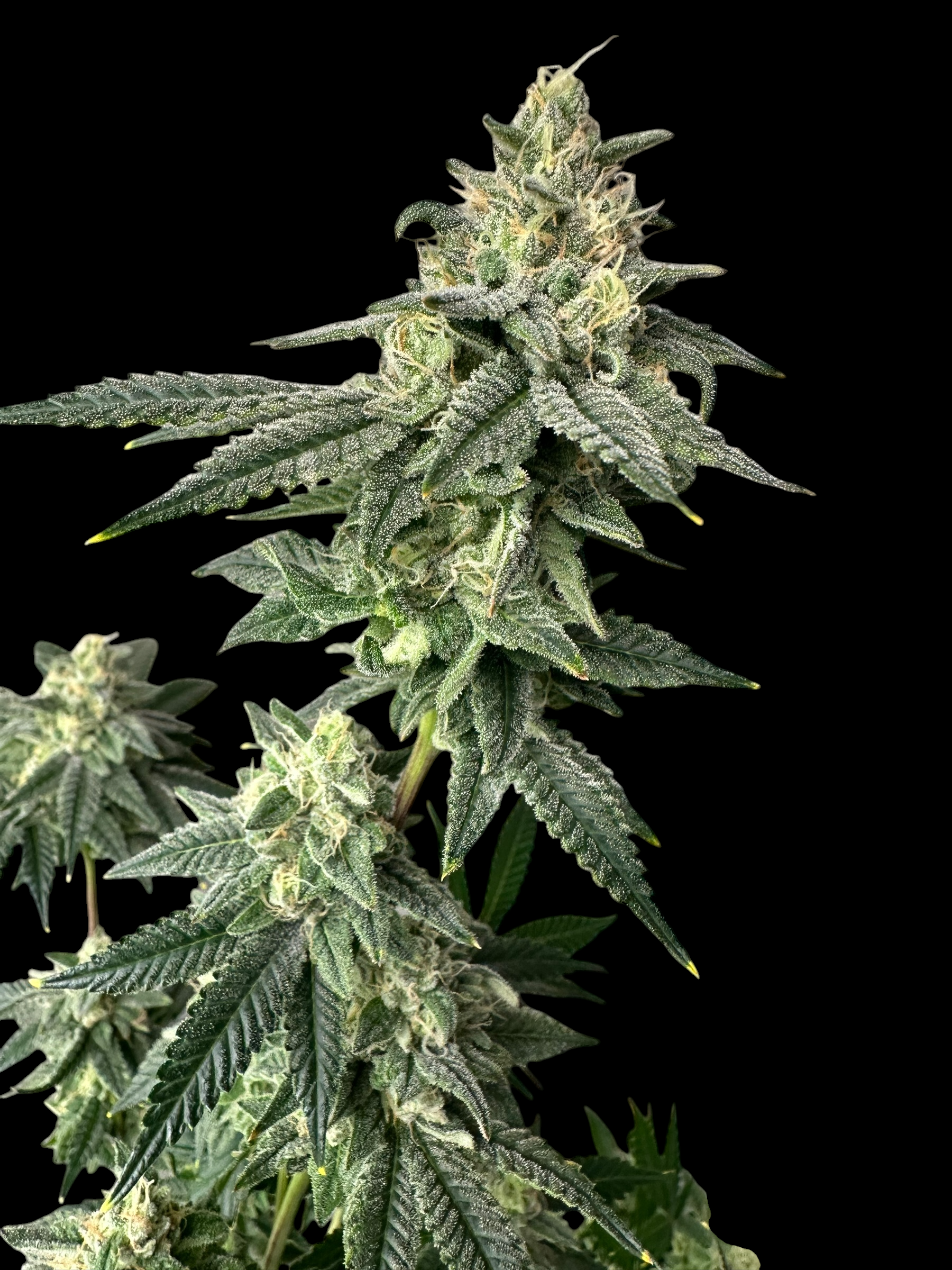 Sour Menthol Banger© Fem