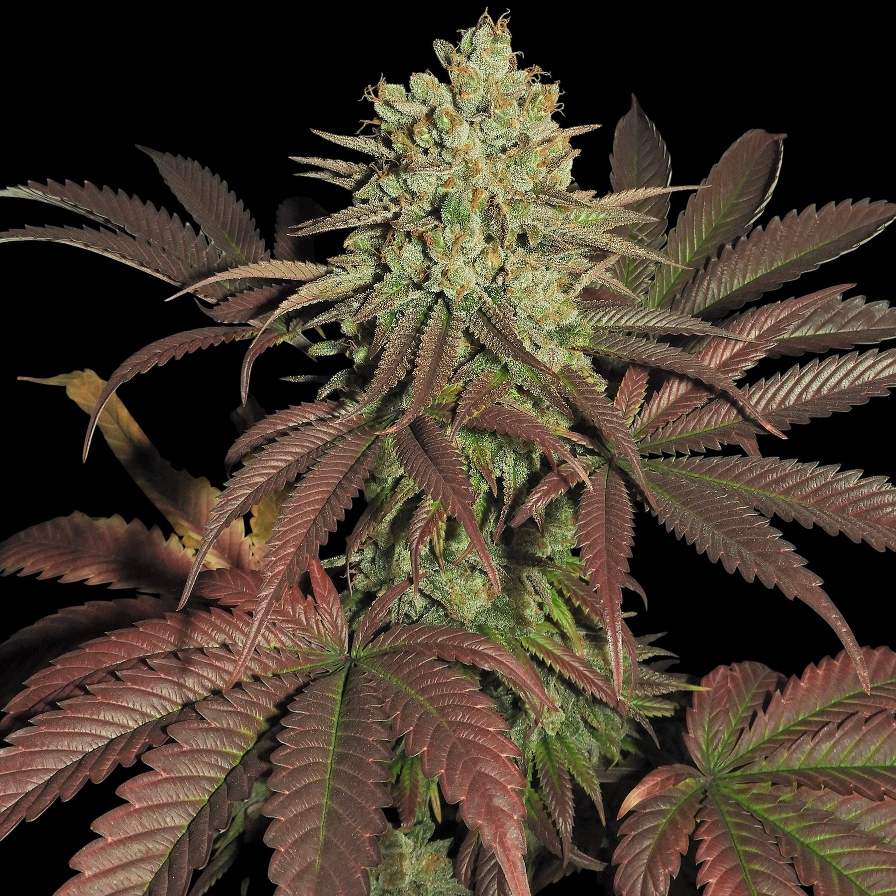 Haze D’Lux© Fem *LIMITED*