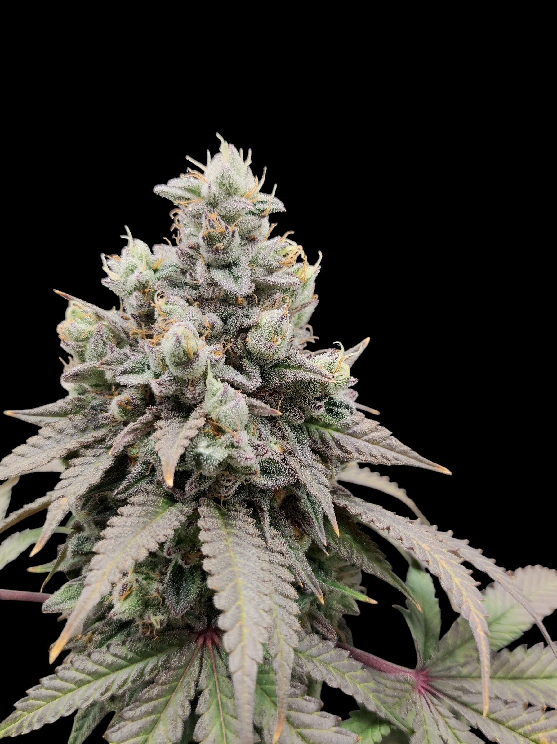Meteor Marker