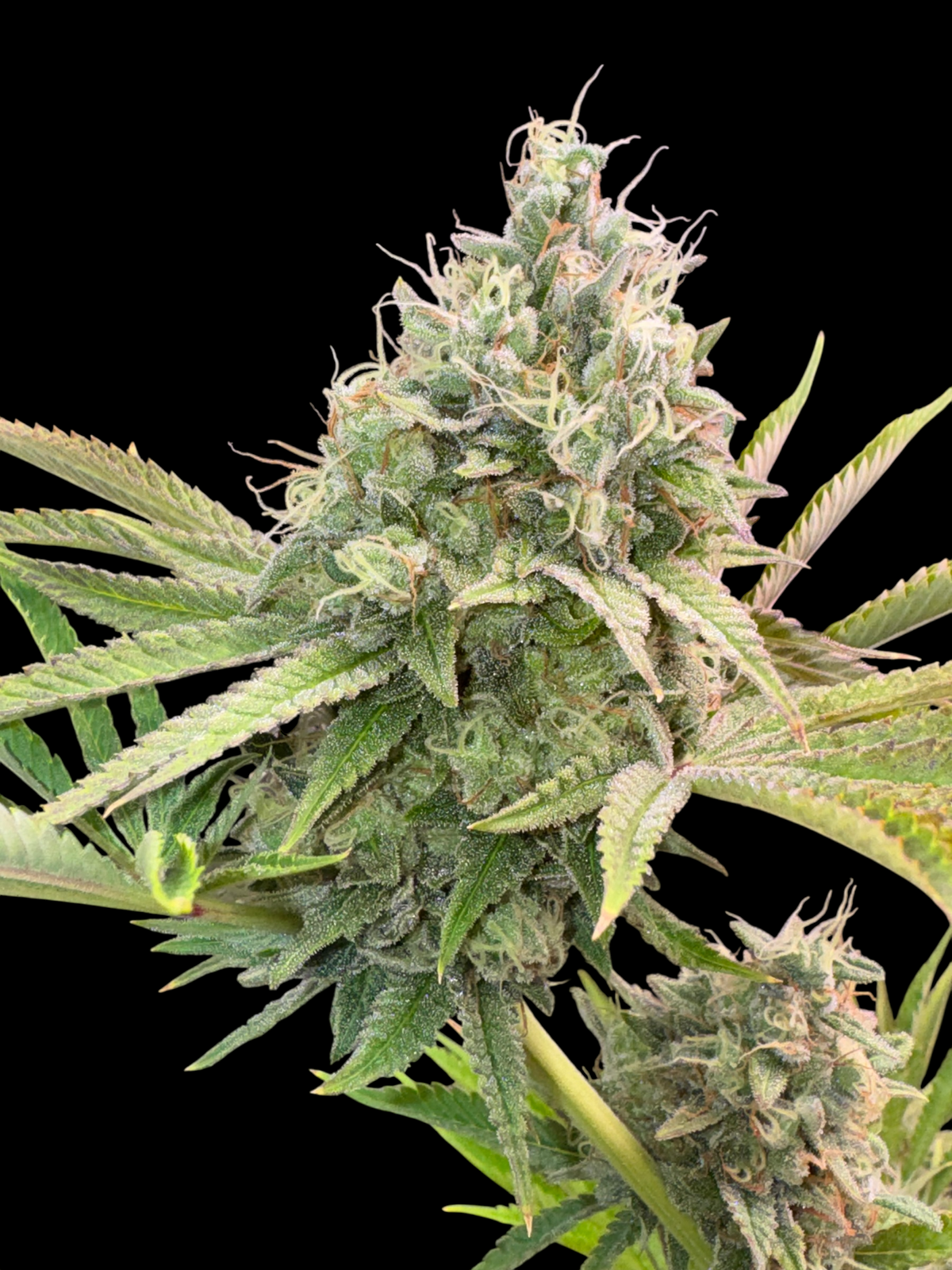 Dirty Sour© (Sour Diesel Bx2 x Mentha de Croco Bx1 Fern)