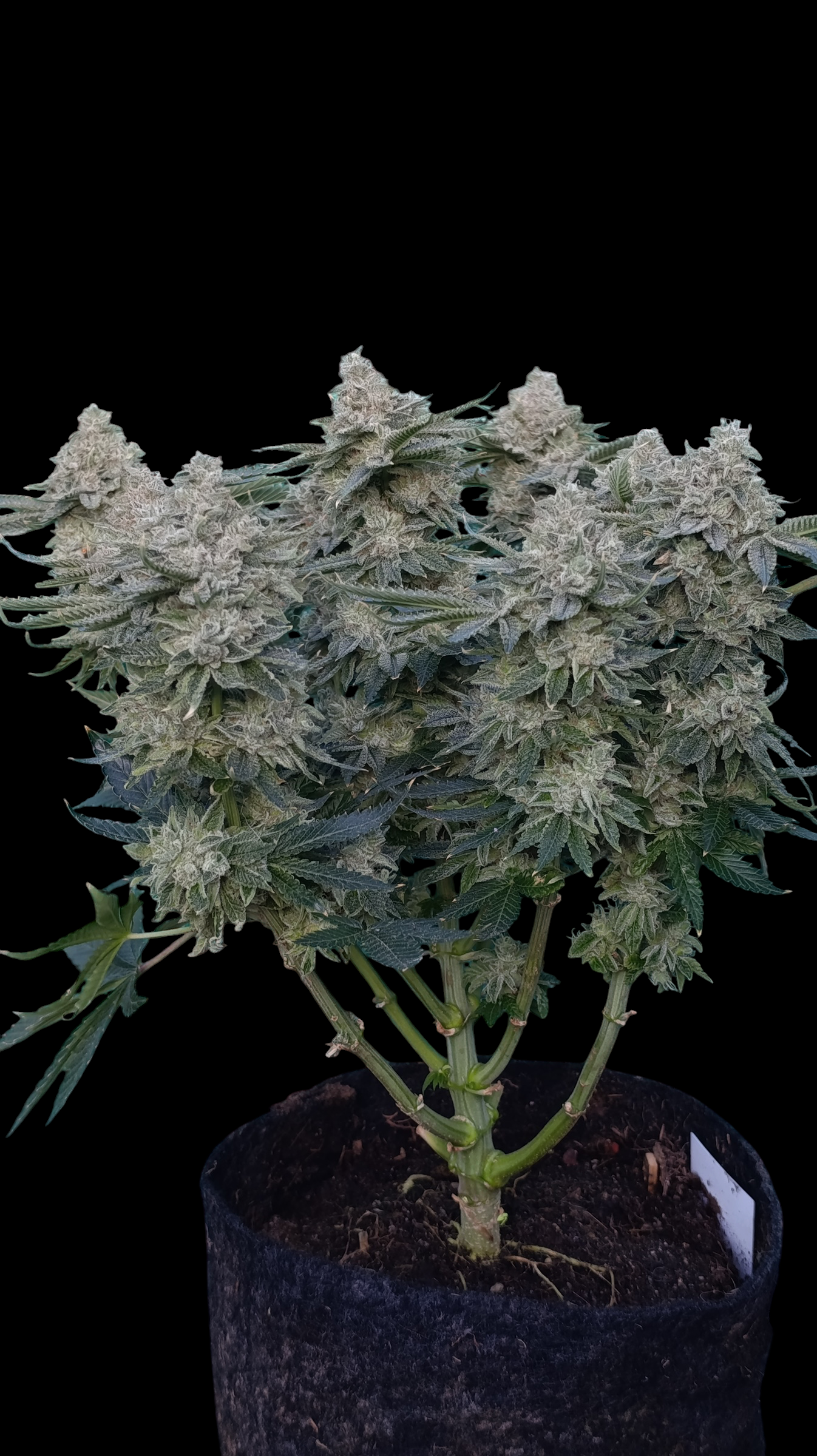 GokuZ OG