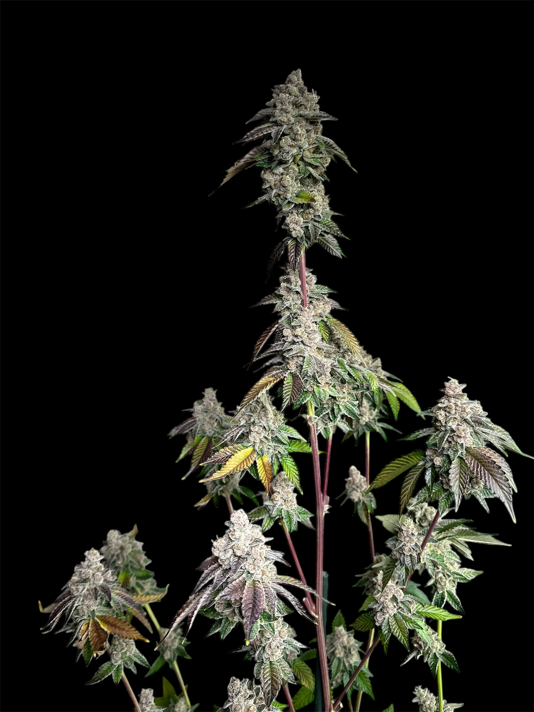 Mandarin Squeeze© (Forbidden Fruit Cake x Old Widow 90’s)