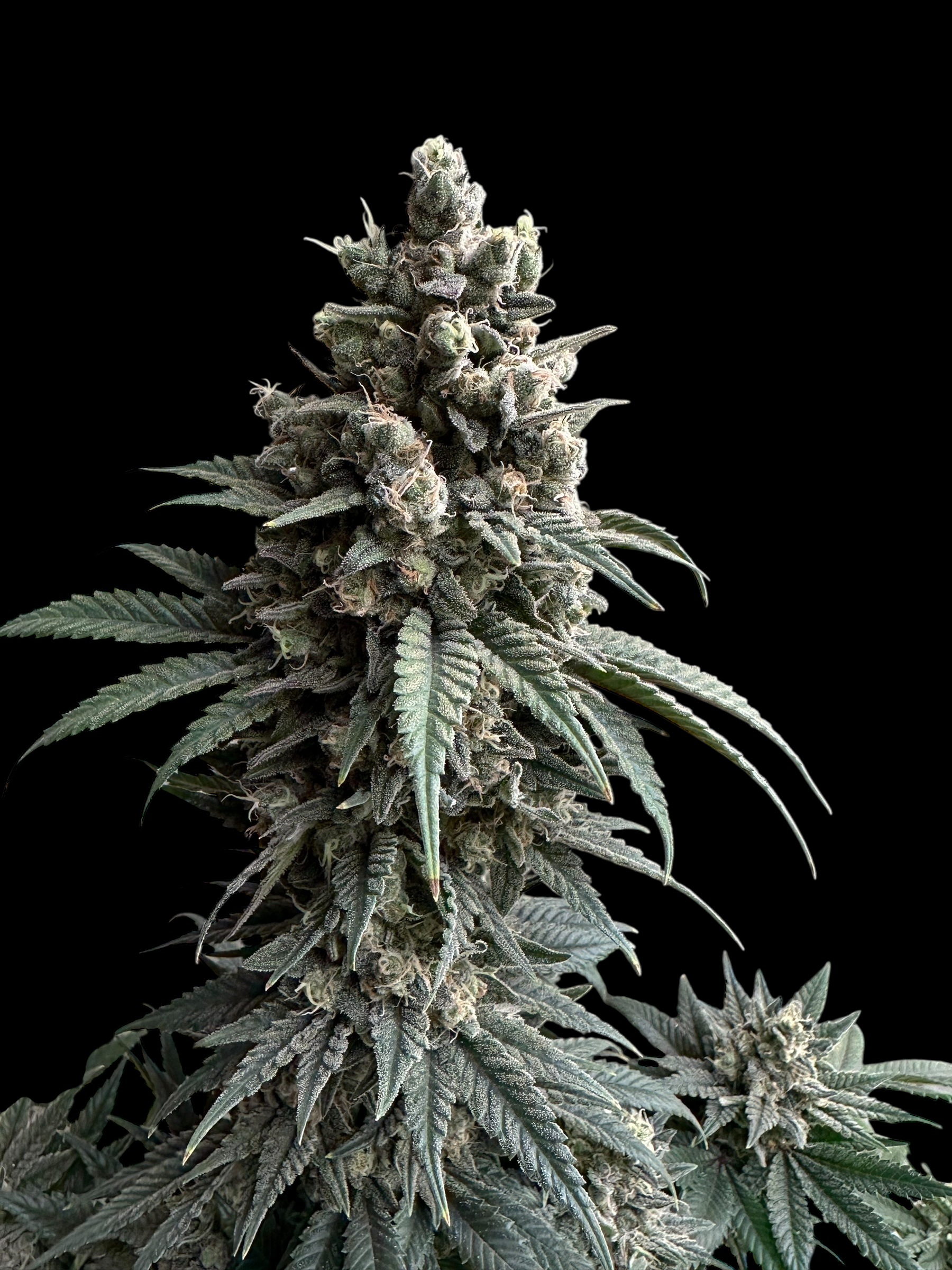 Cheddar Mintz© (Melon Cheddar x Mentha de Croco F1 "Fern-Type")