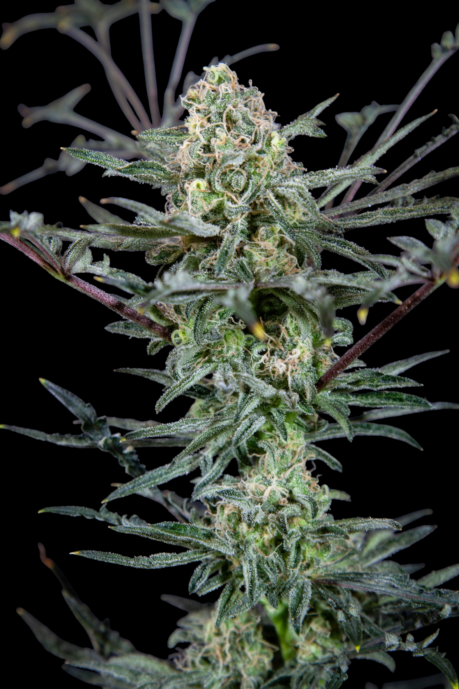 Cheese Mints (Cheddar Mintz x Mentha de Croco Bx1 Fern)